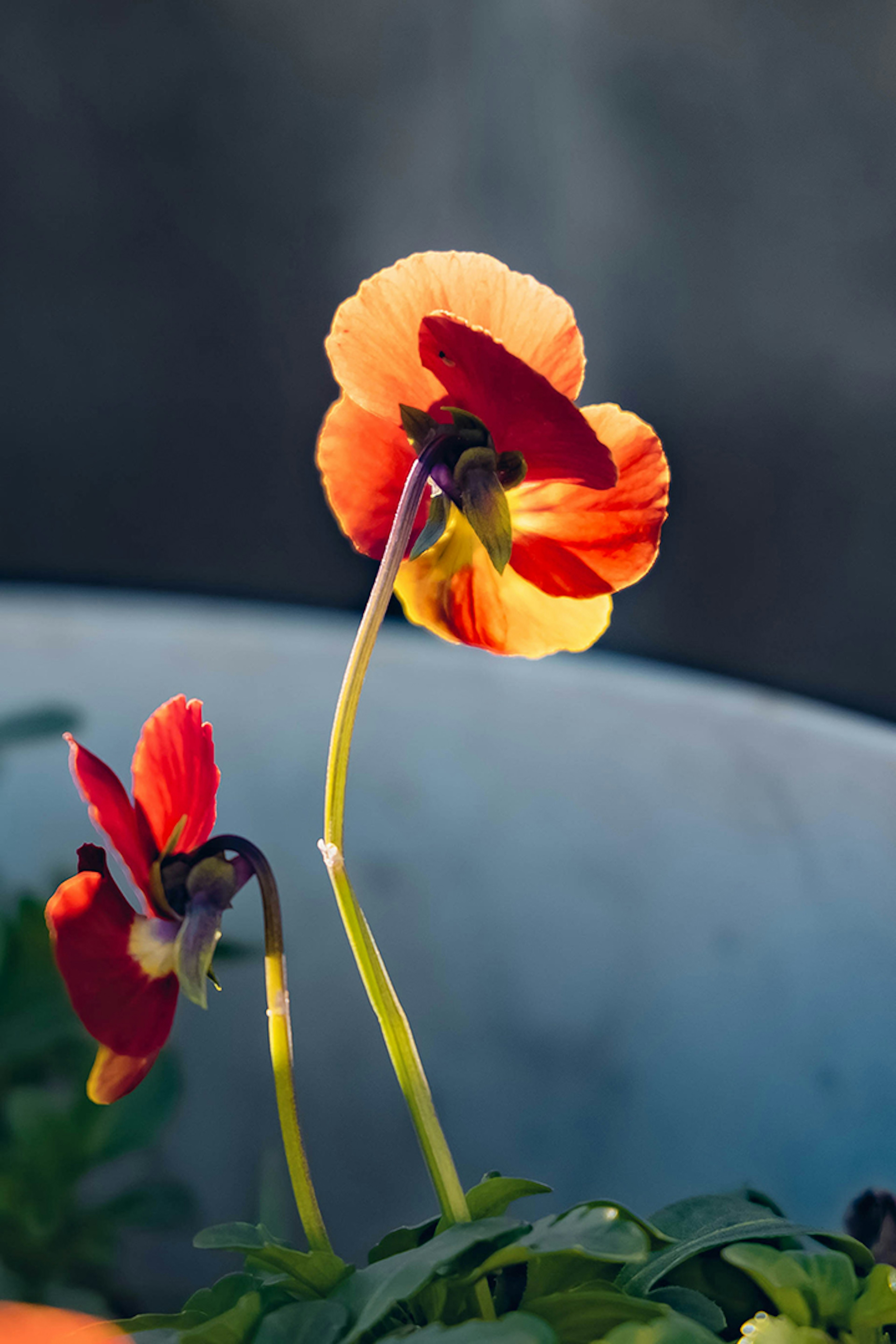 オレンジと赤の花びらを持つパンジーの花が青い鉢に咲いている