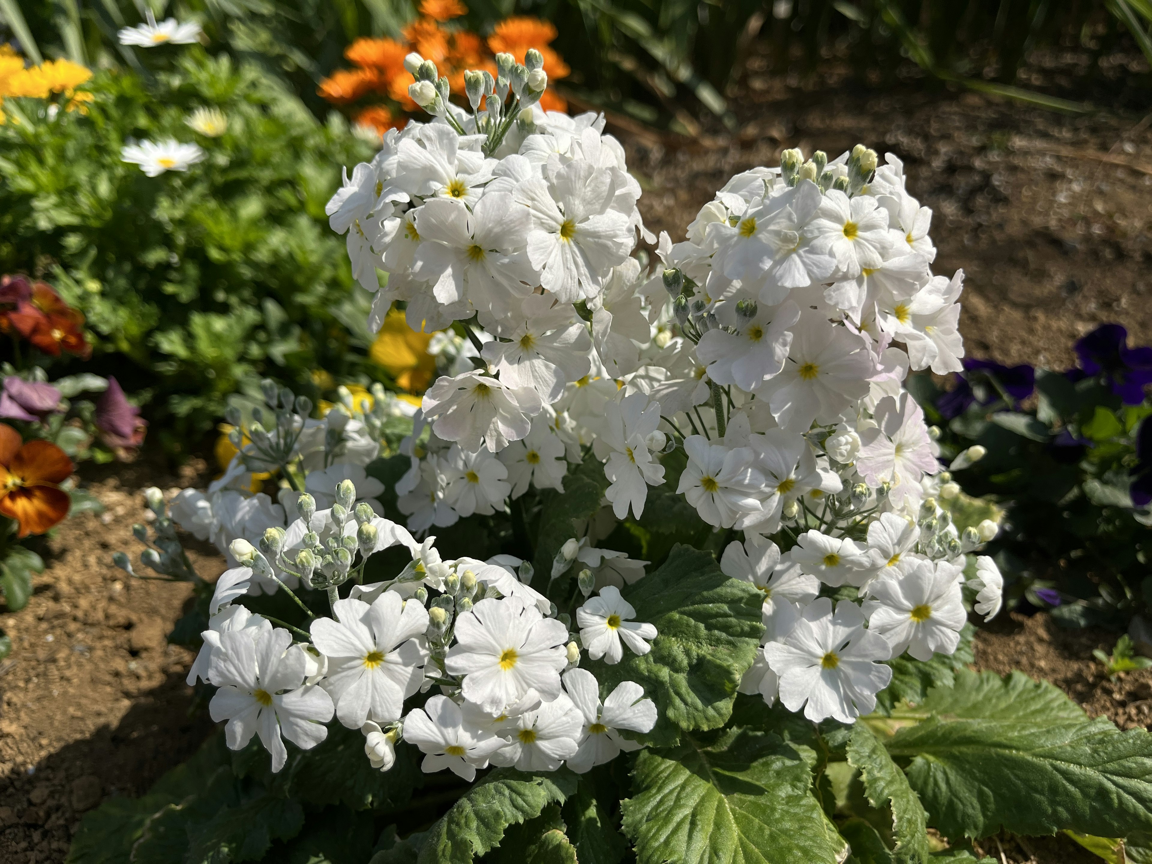 白い花が咲く植物のクローズアップ 近くには色とりどりの他の花々がある