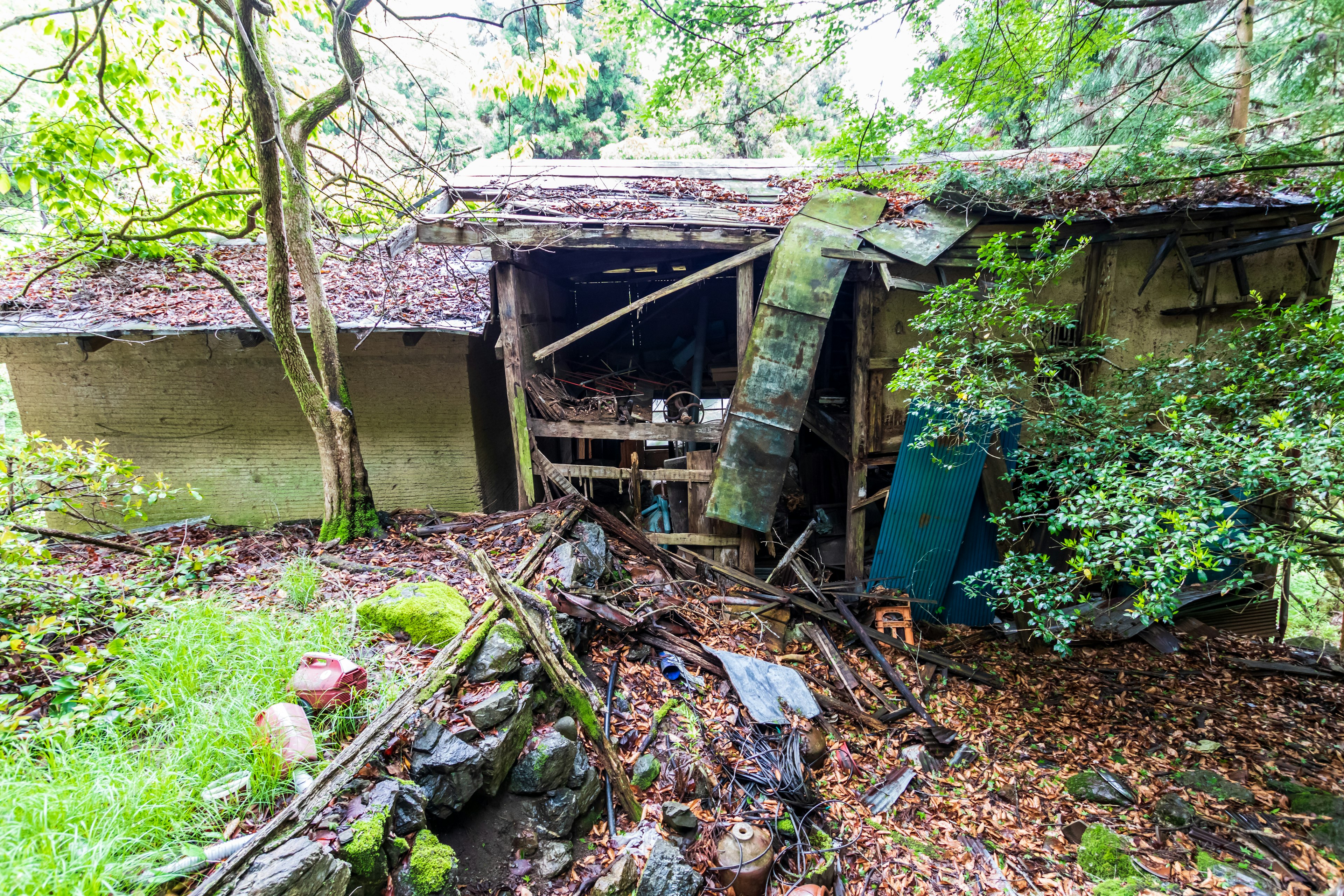 An abandoned cabin in the woods with a collapsed roof and surrounding foliage