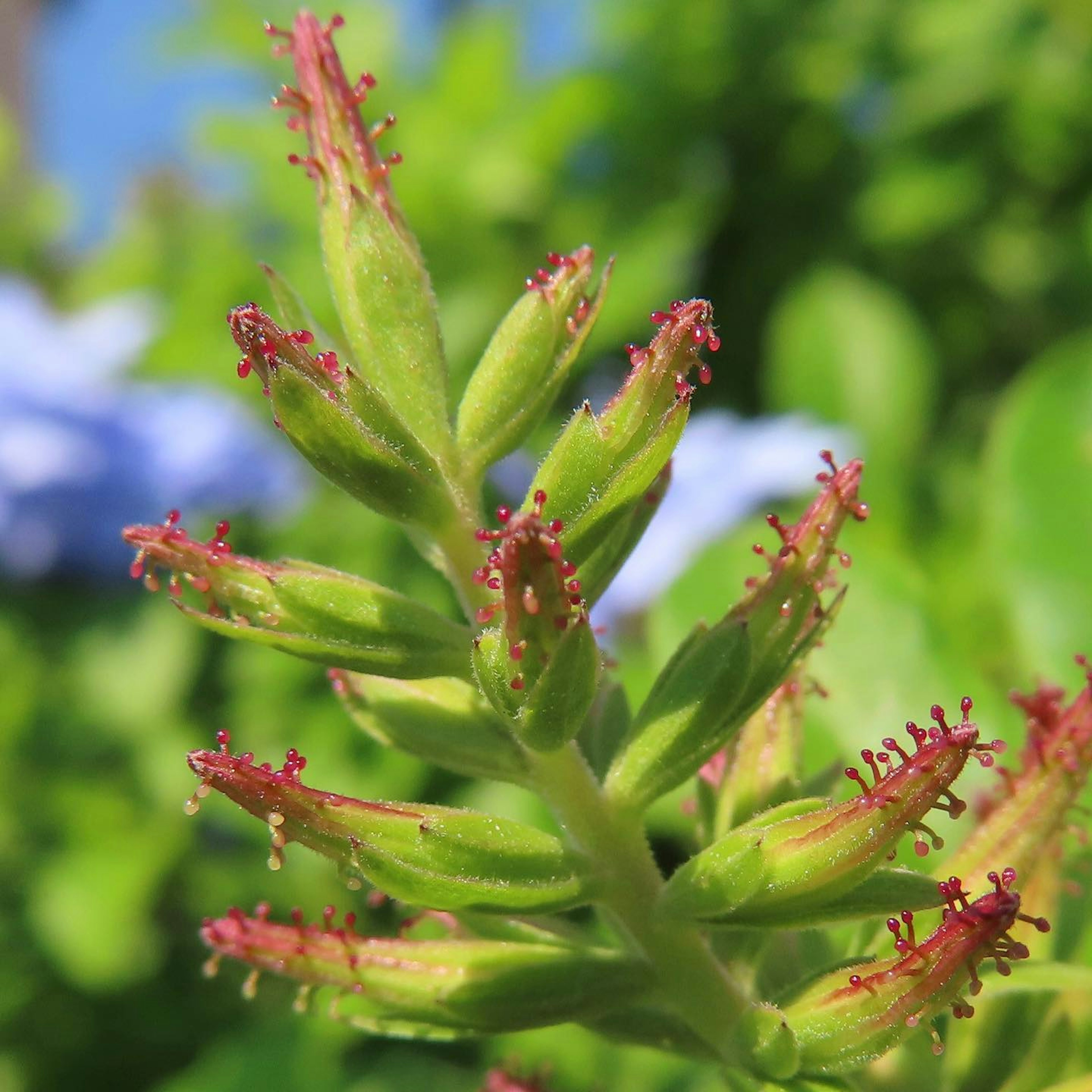 Primo piano di una pianta verde con punte rosse a forma di fiore