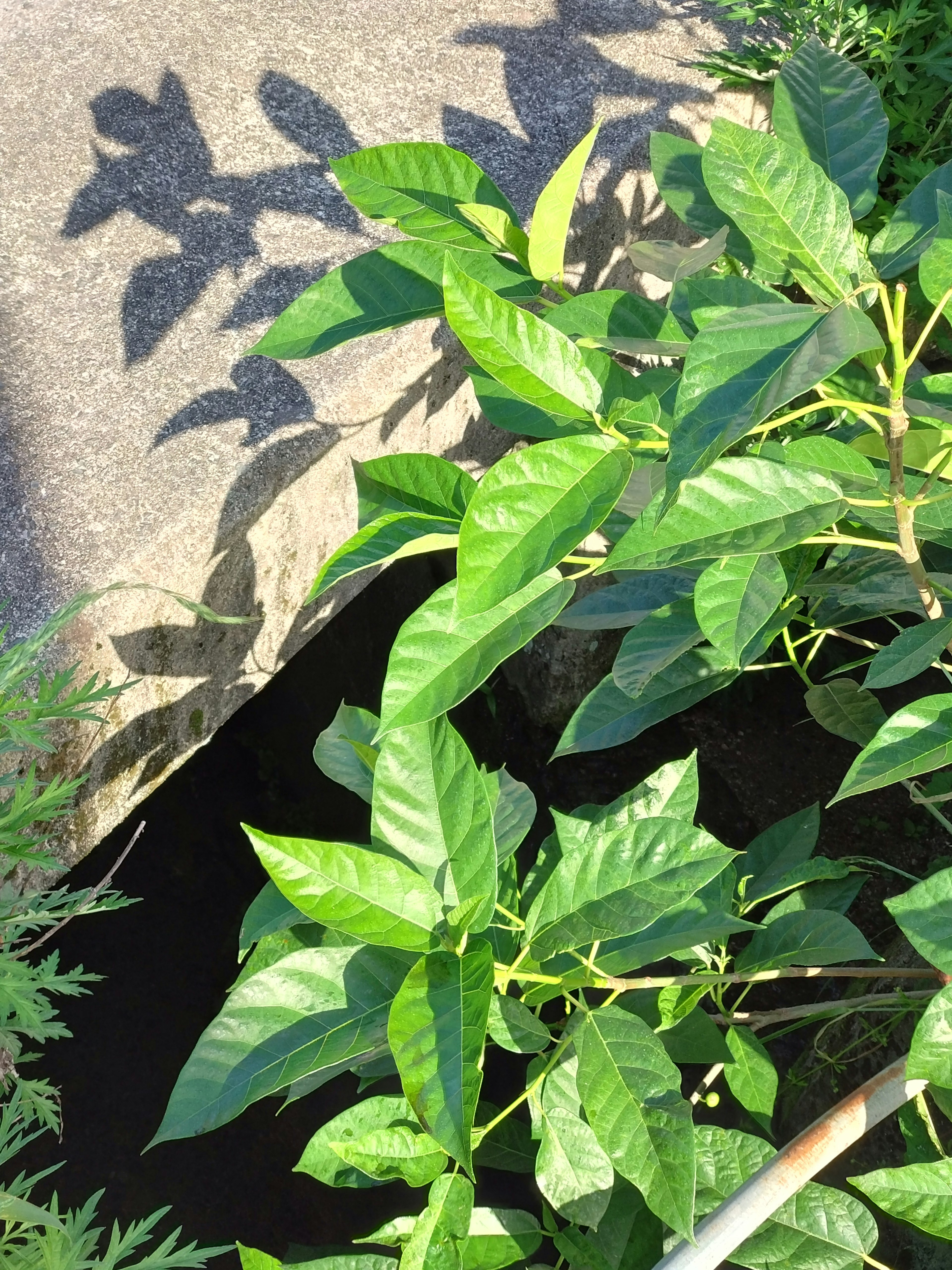 繁茂的绿色植物叶子与铺砌地面上的阴影