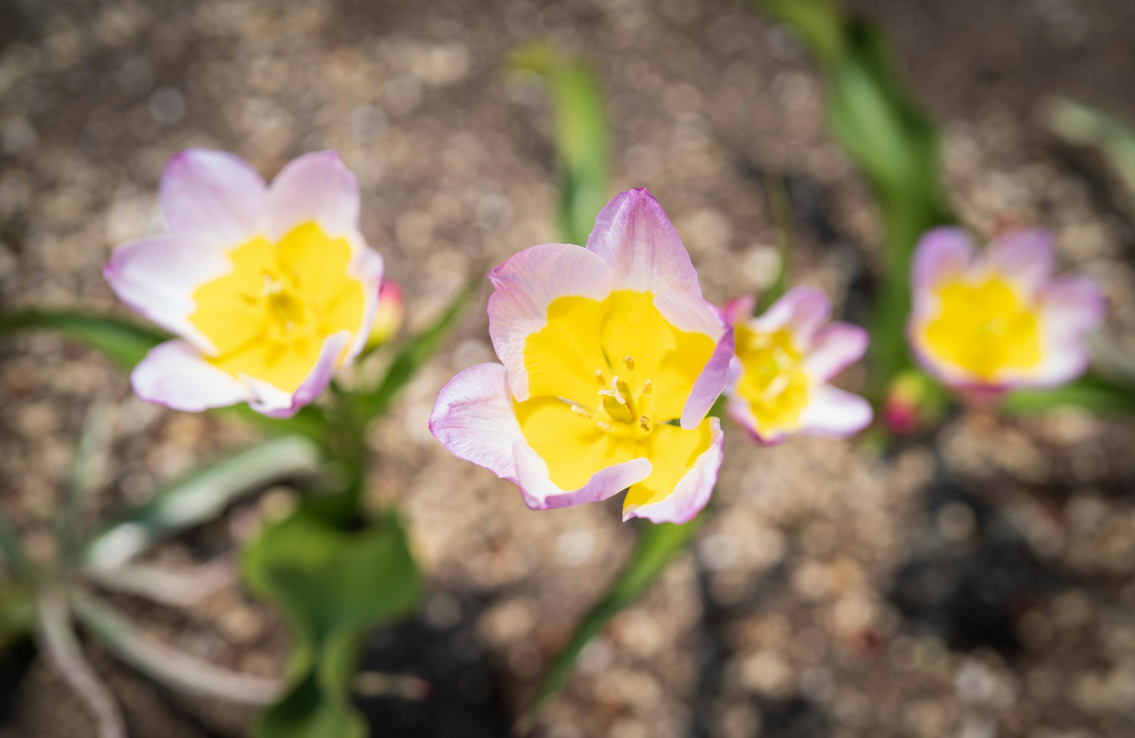 Fiori viola vivaci con centri gialli in fiore