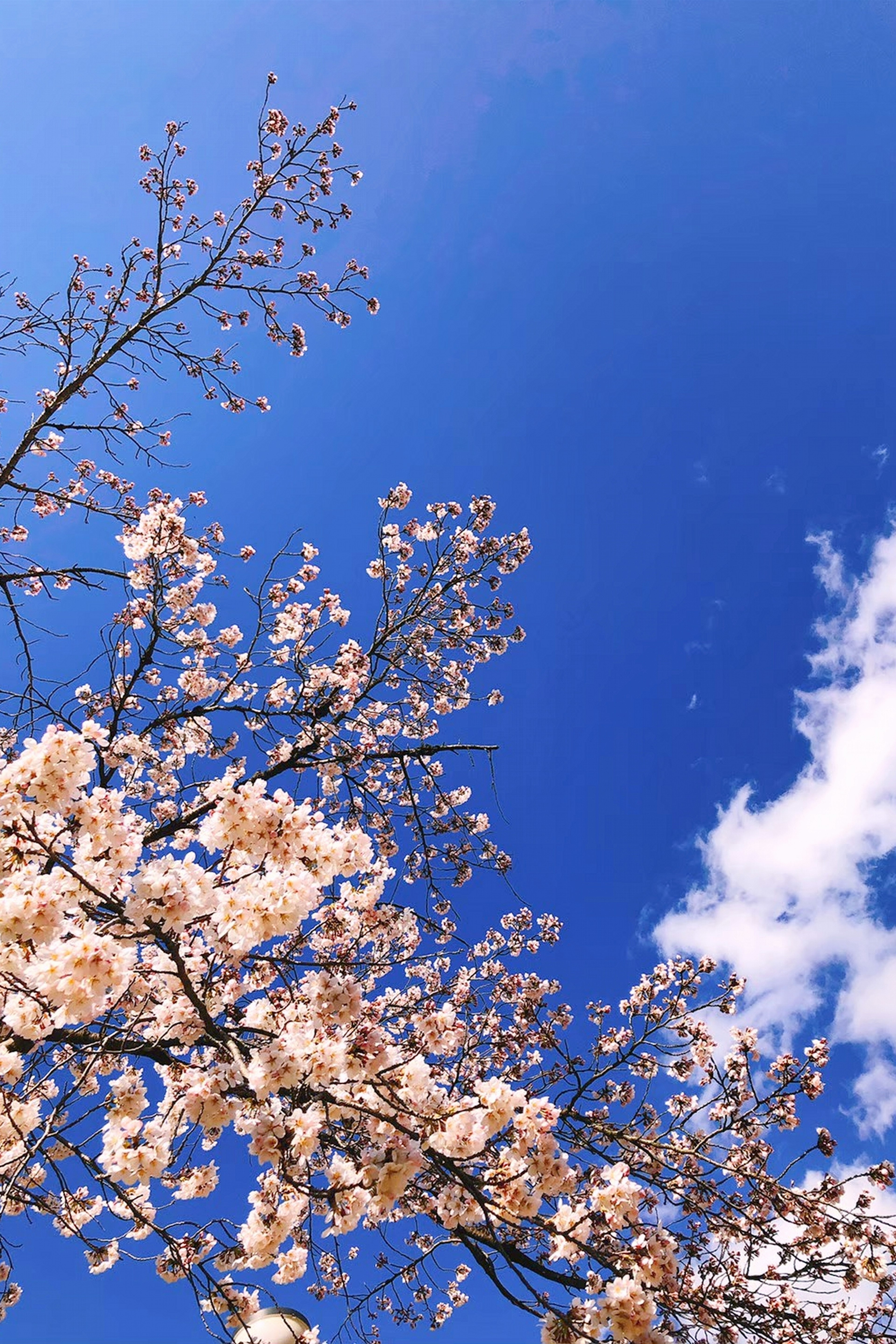 Cherry blossom branches against a blue sky