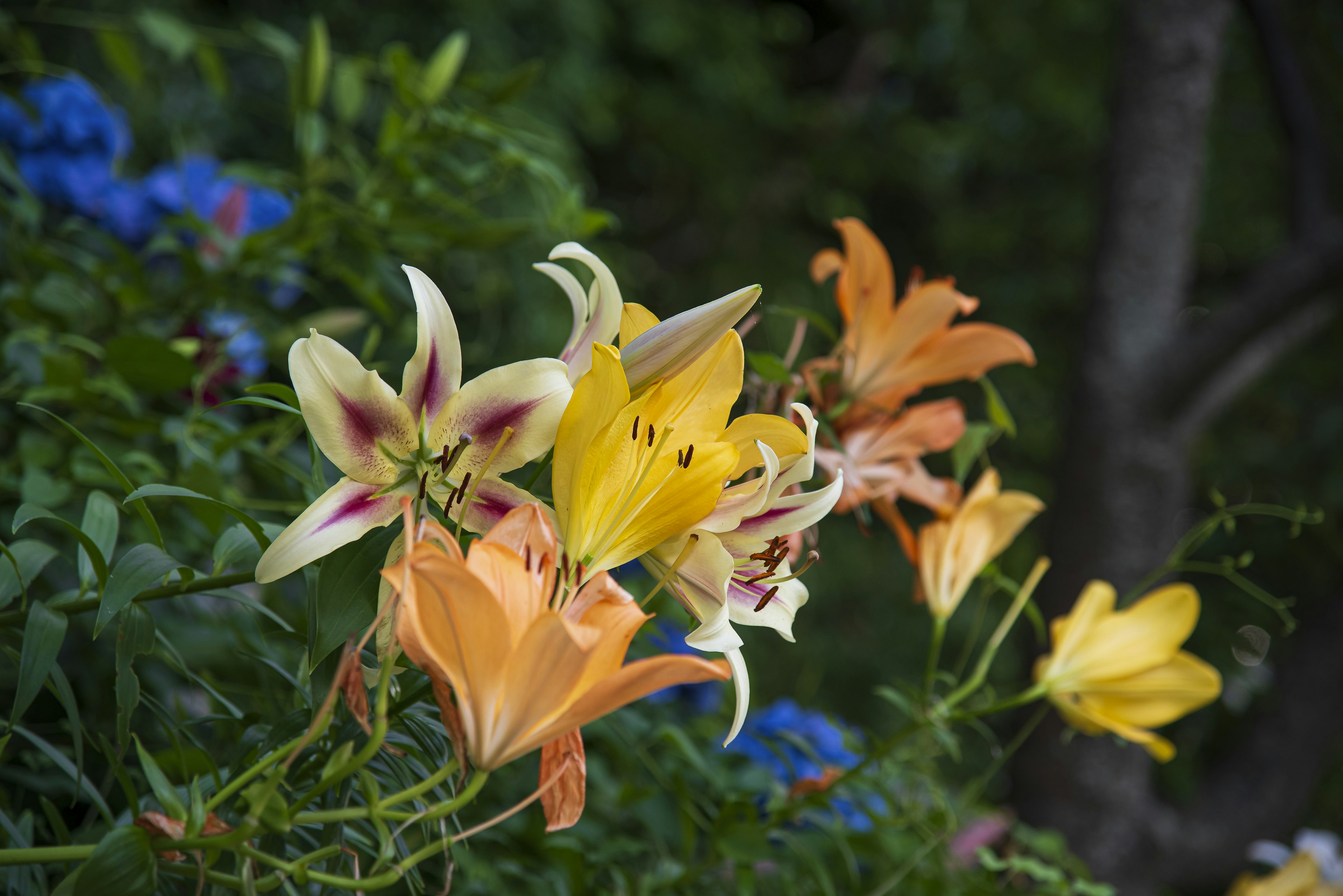 A vibrant display of lilies in various colors blooming in a garden setting