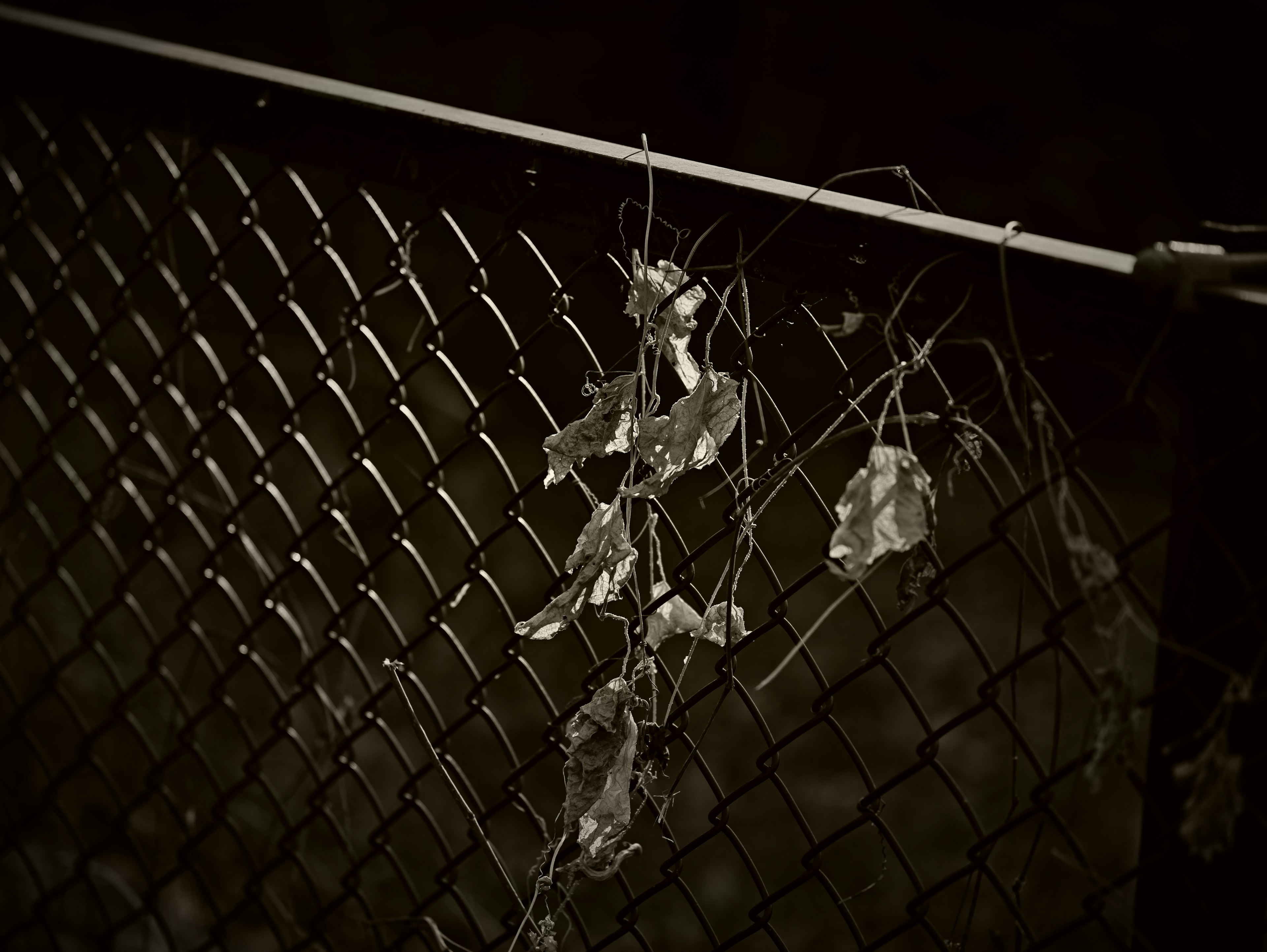 Dried leaves tangled on a dark chain link fence