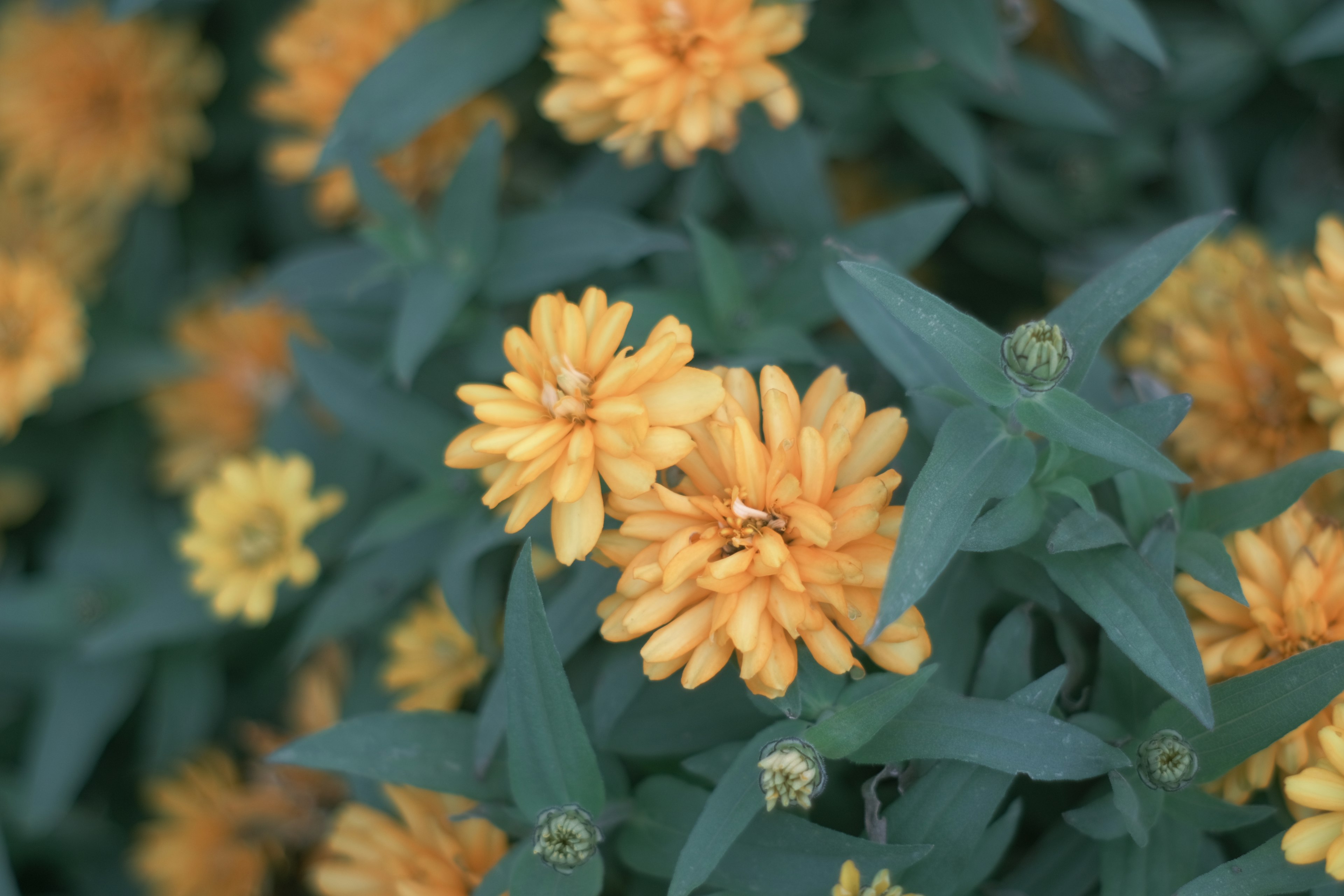 鮮やかな黄色の花が咲く緑の葉の植物のクローズアップ