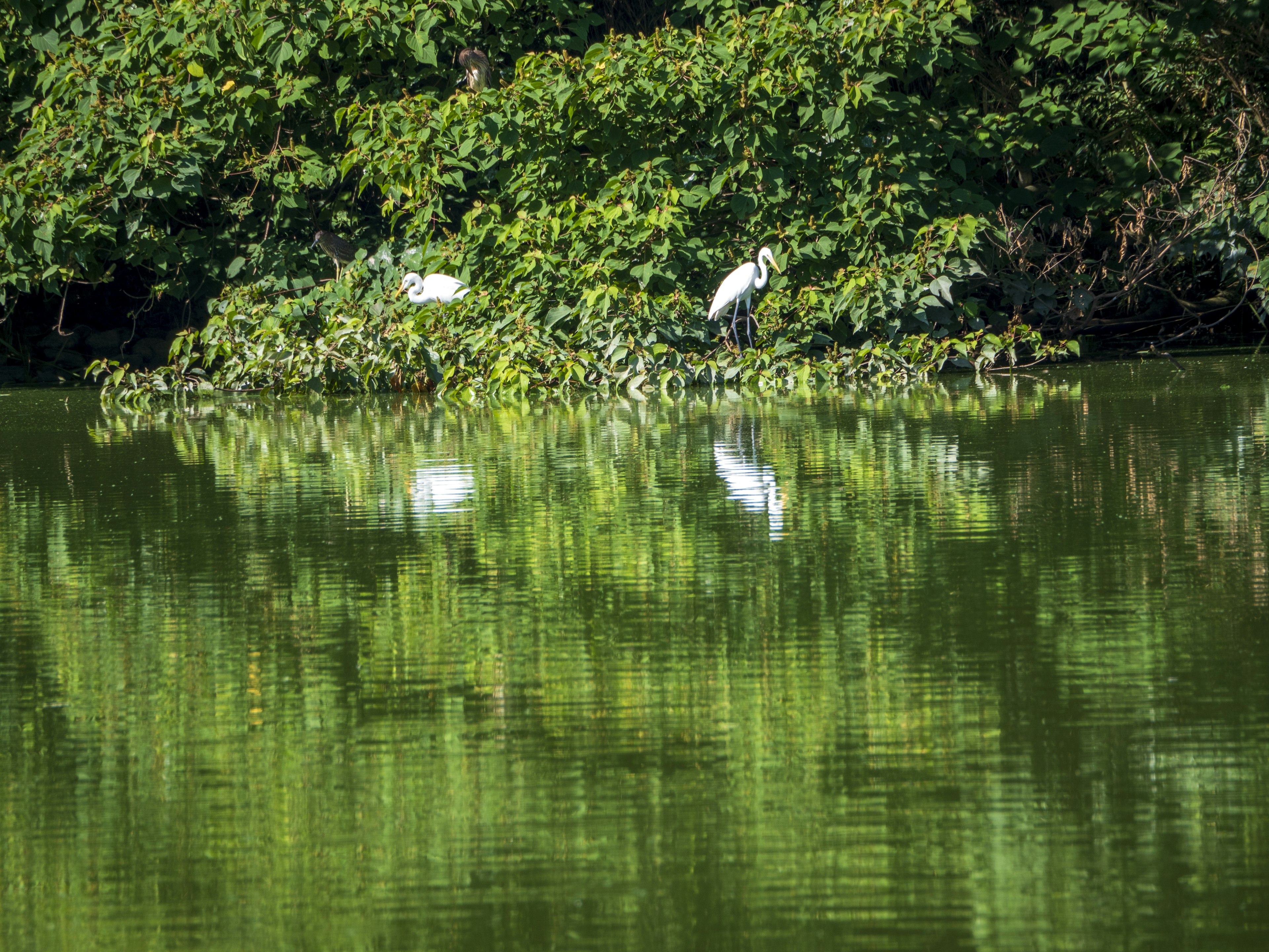 A serene landscape with white birds and green trees reflected on calm water