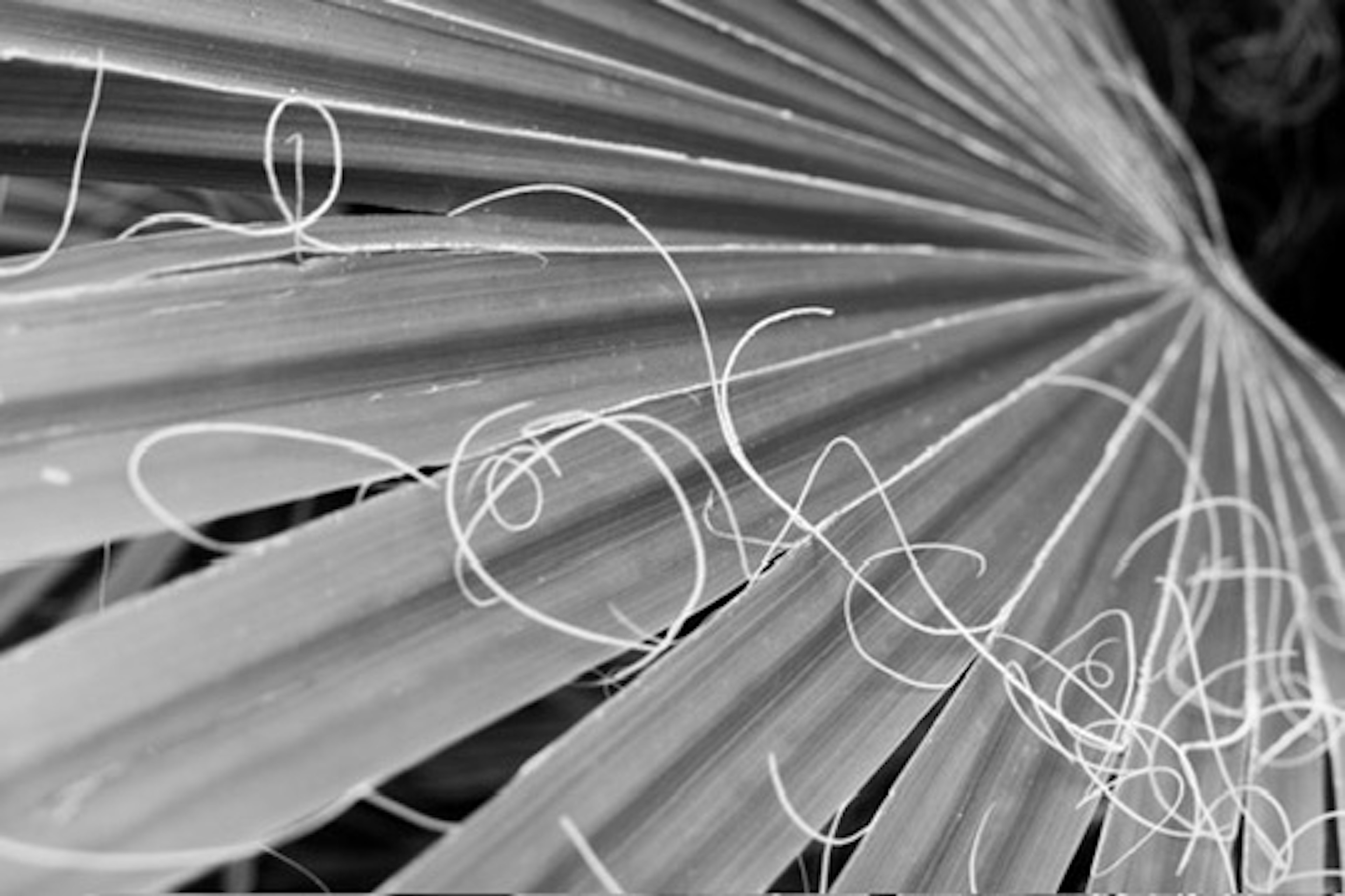 Close-up of a palm leaf with intricate white filaments on a black and white background