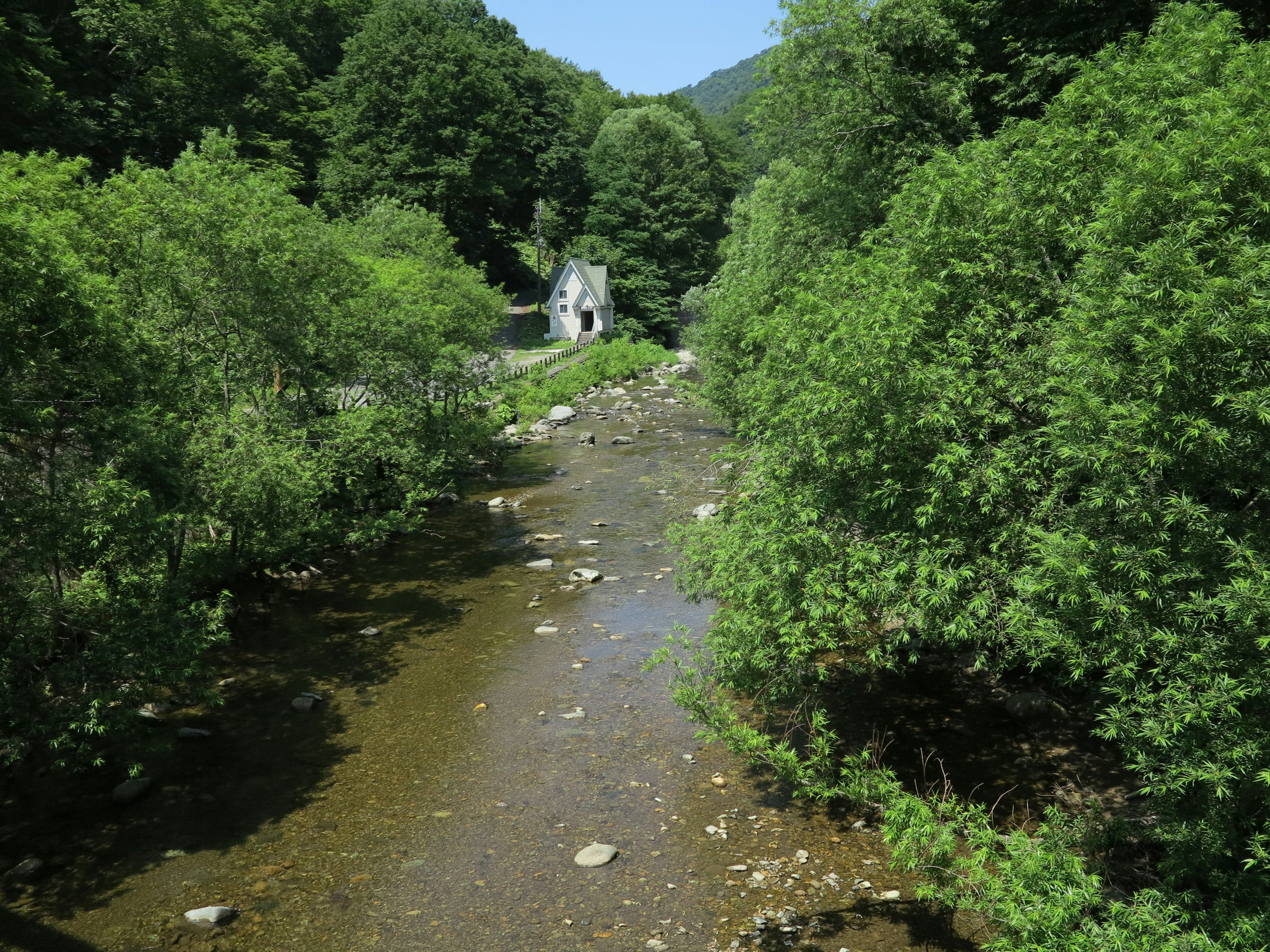 被郁郁葱葱的绿色植物环绕的小溪风景