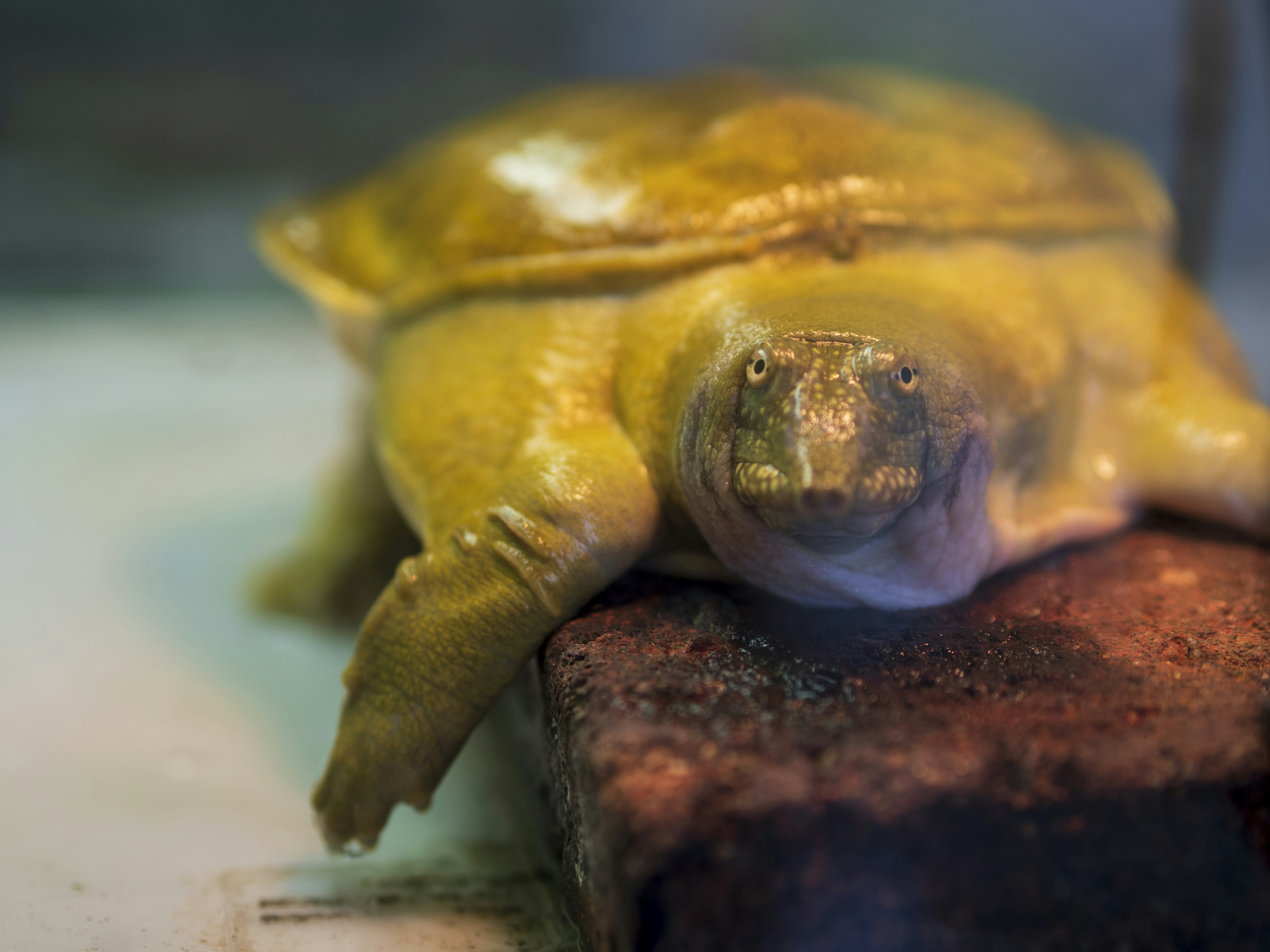 Yellow turtle resting on a rock in an aquarium