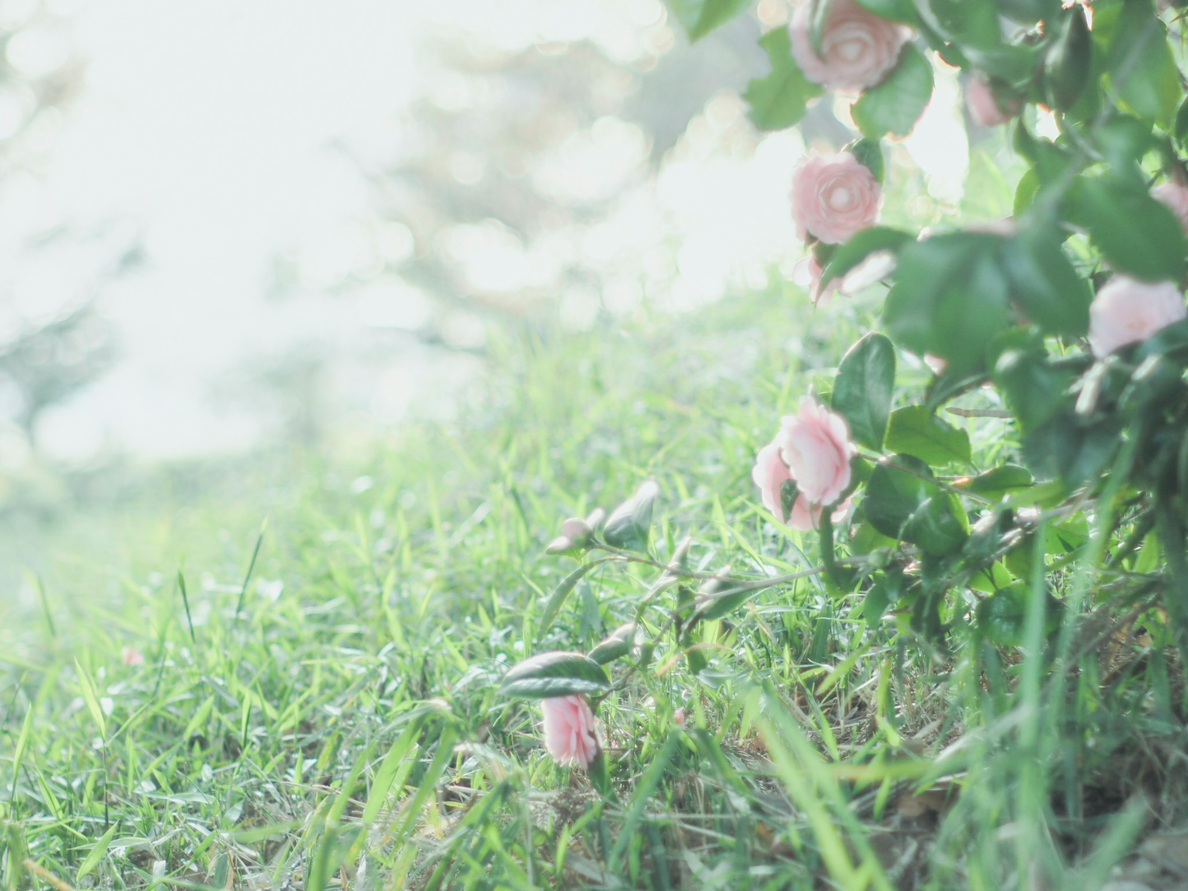 淡いピンクの花が咲いている緑の草地の近くの風景