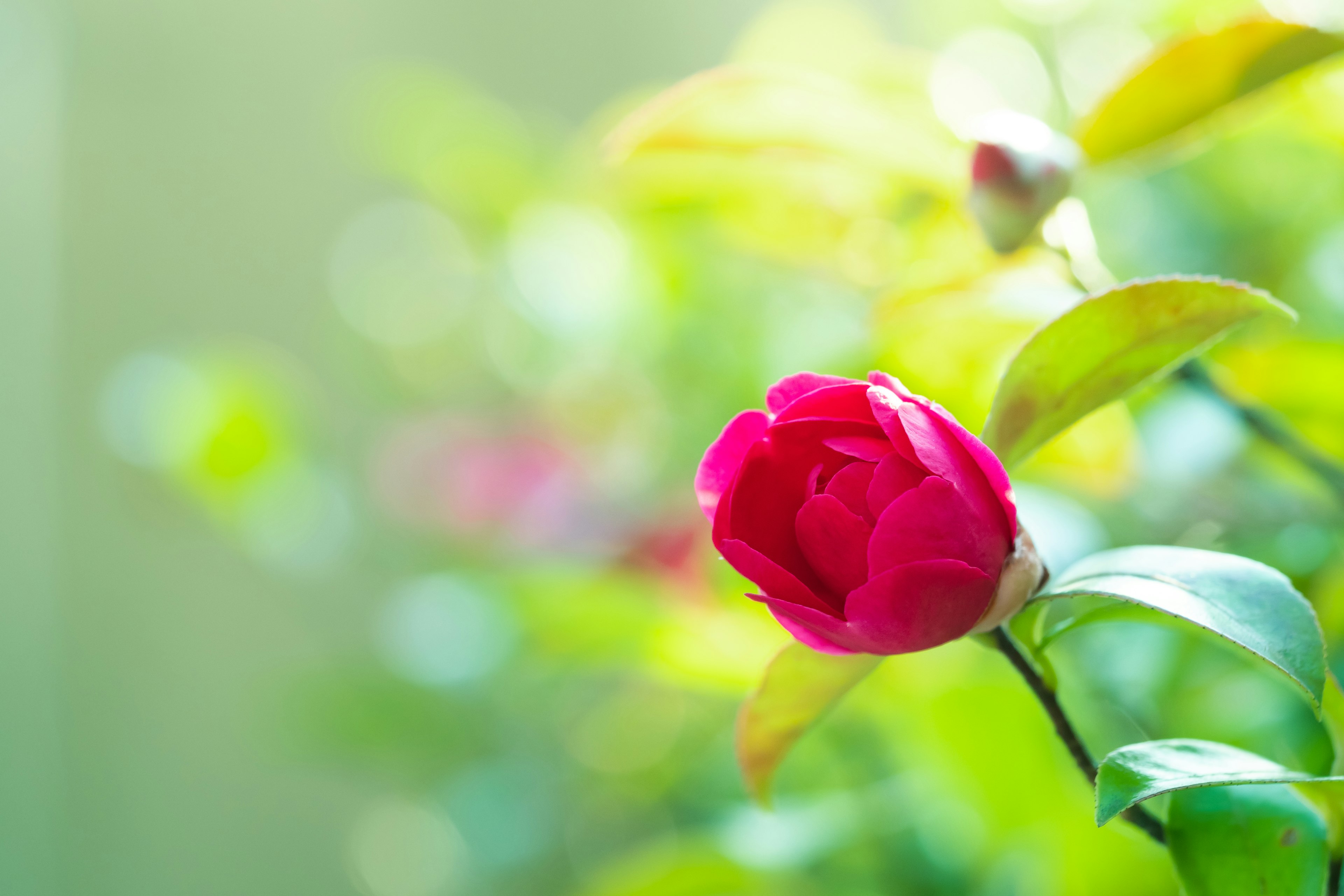 Bocciolo di rosa rossa vivace con foglie verdi sullo sfondo