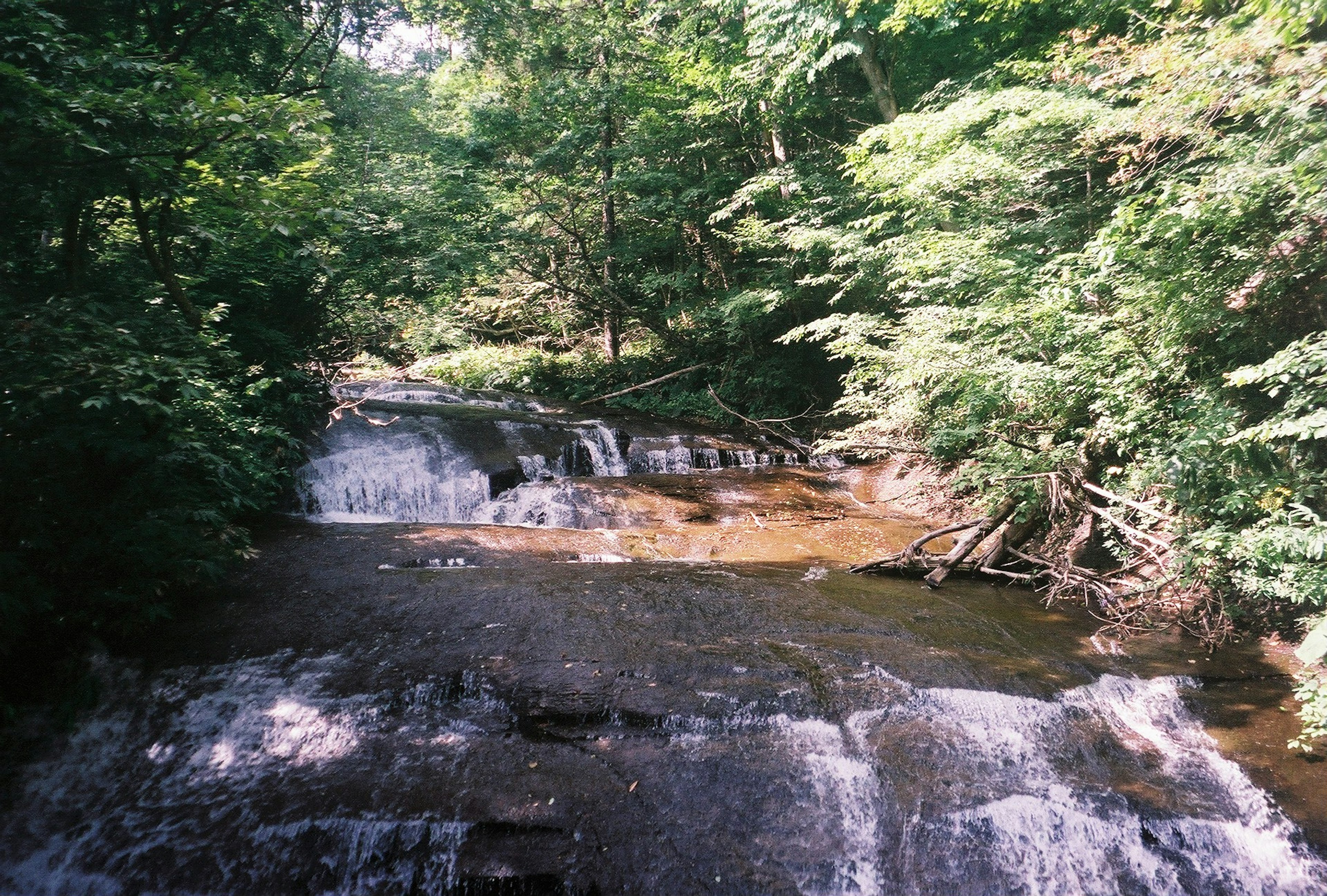 Ruisseau coulant avec de petites cascades dans une forêt verdoyante