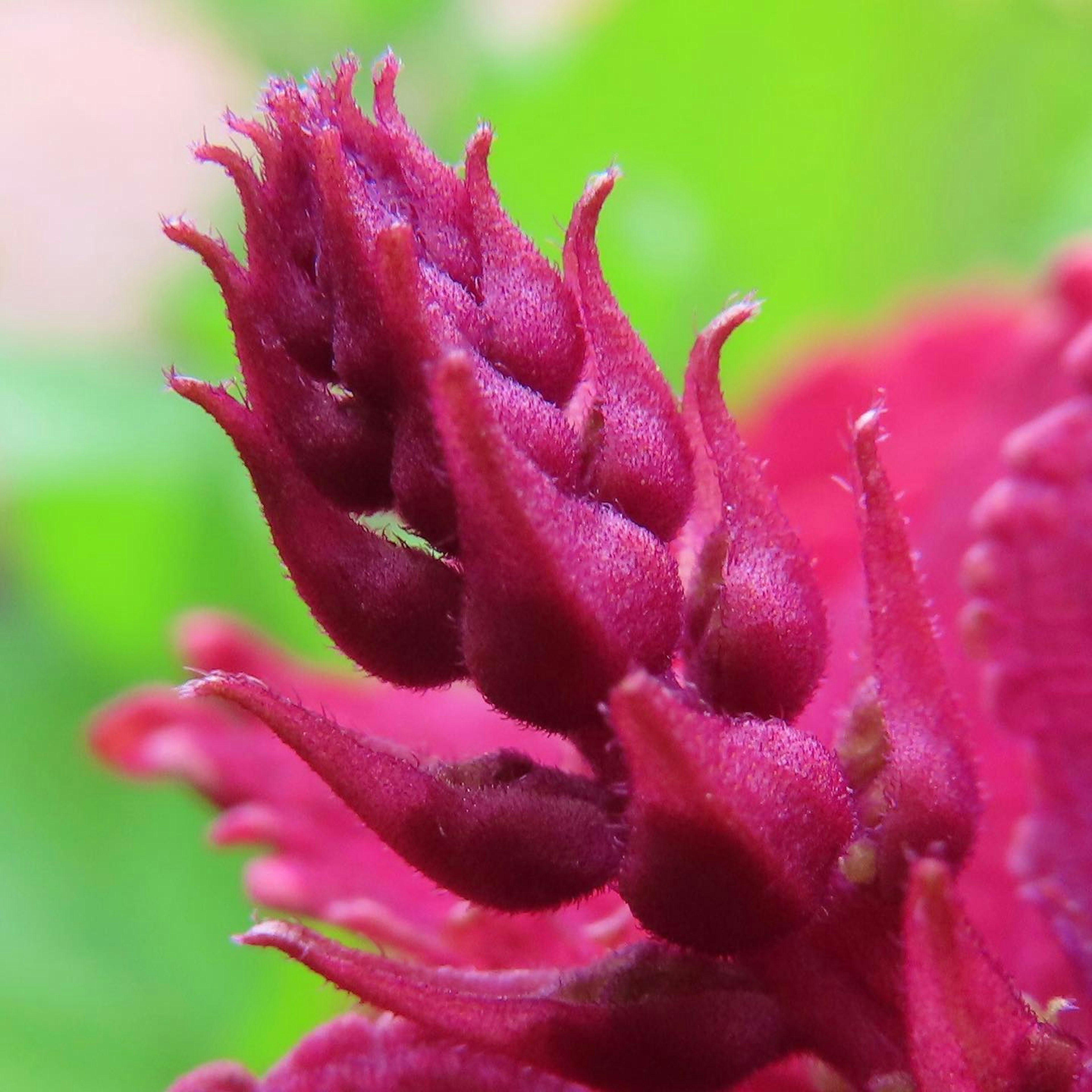 Bouton de fleur rouge vif avec un fond vert