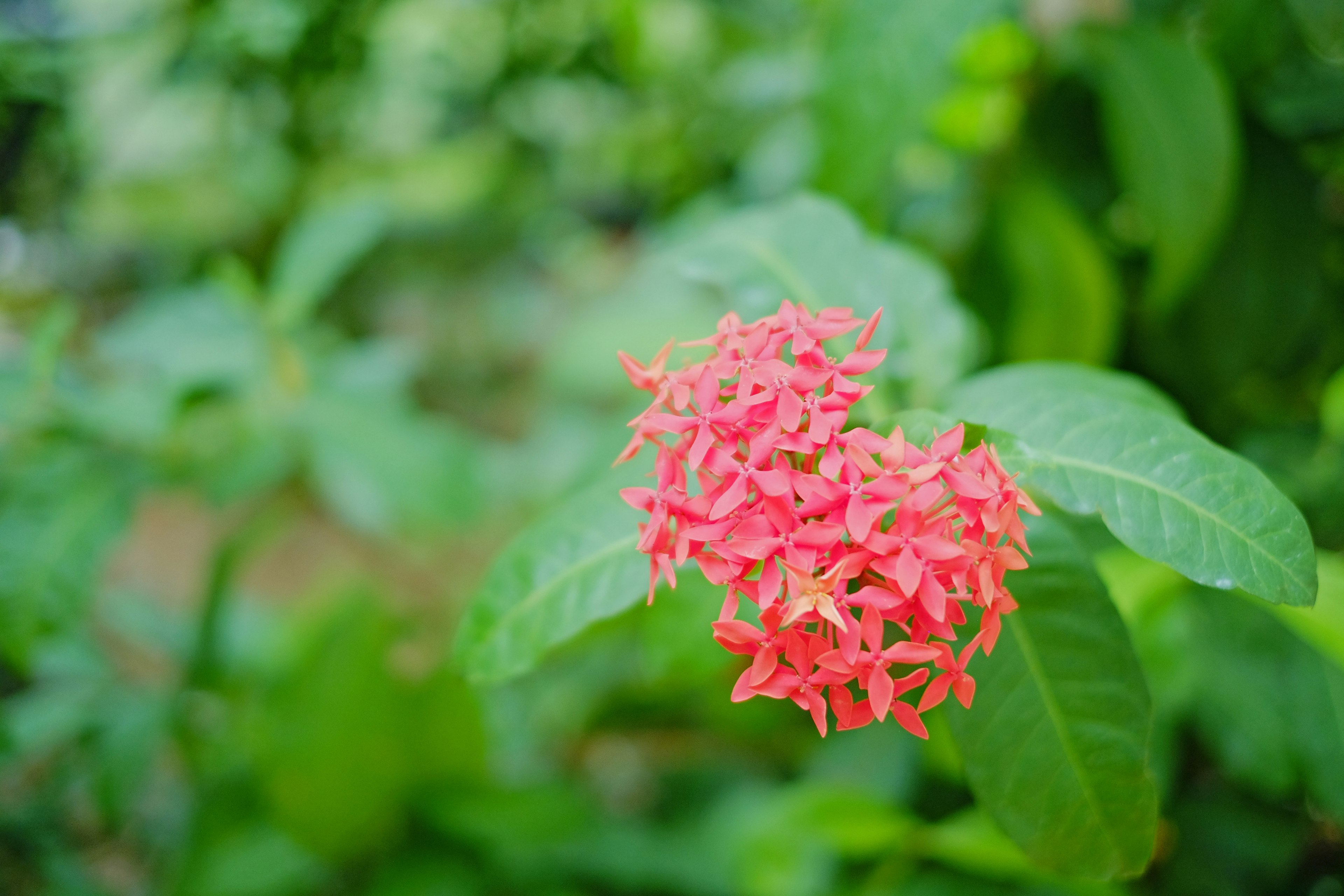 Cluster roter Blumen vor grünem Hintergrund