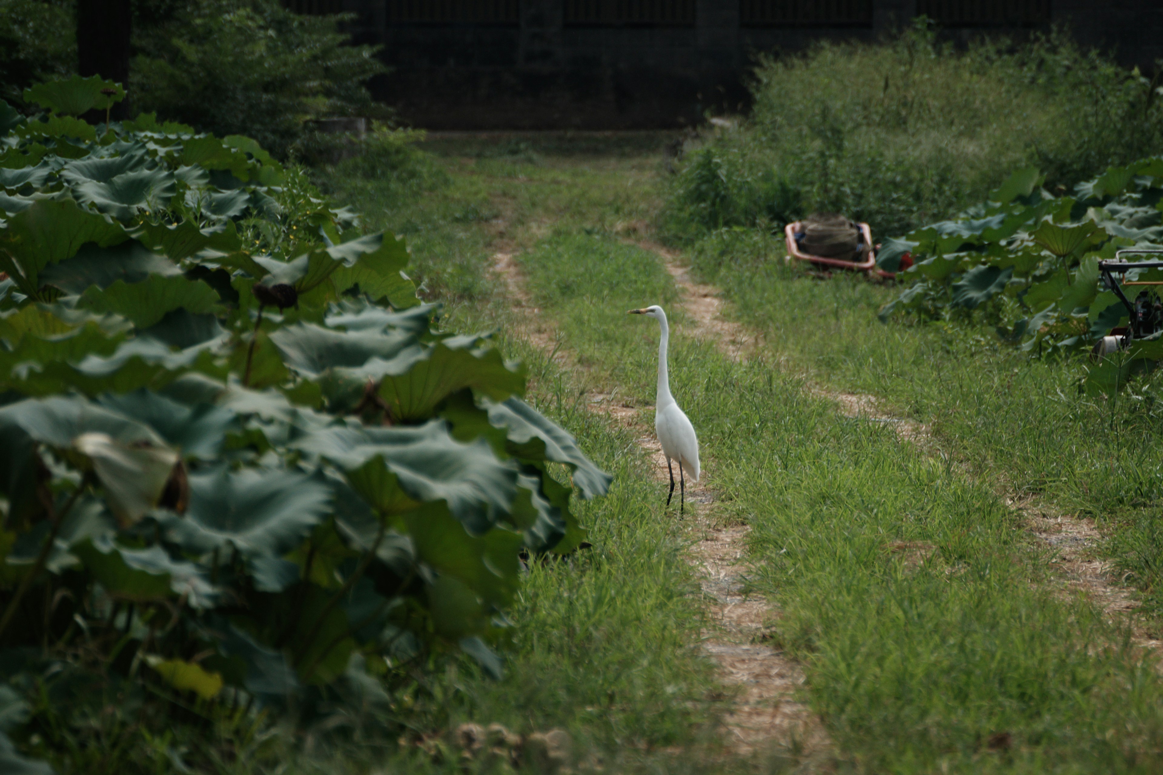 Un airone bianco che cammina su un sentiero verde in una fattoria