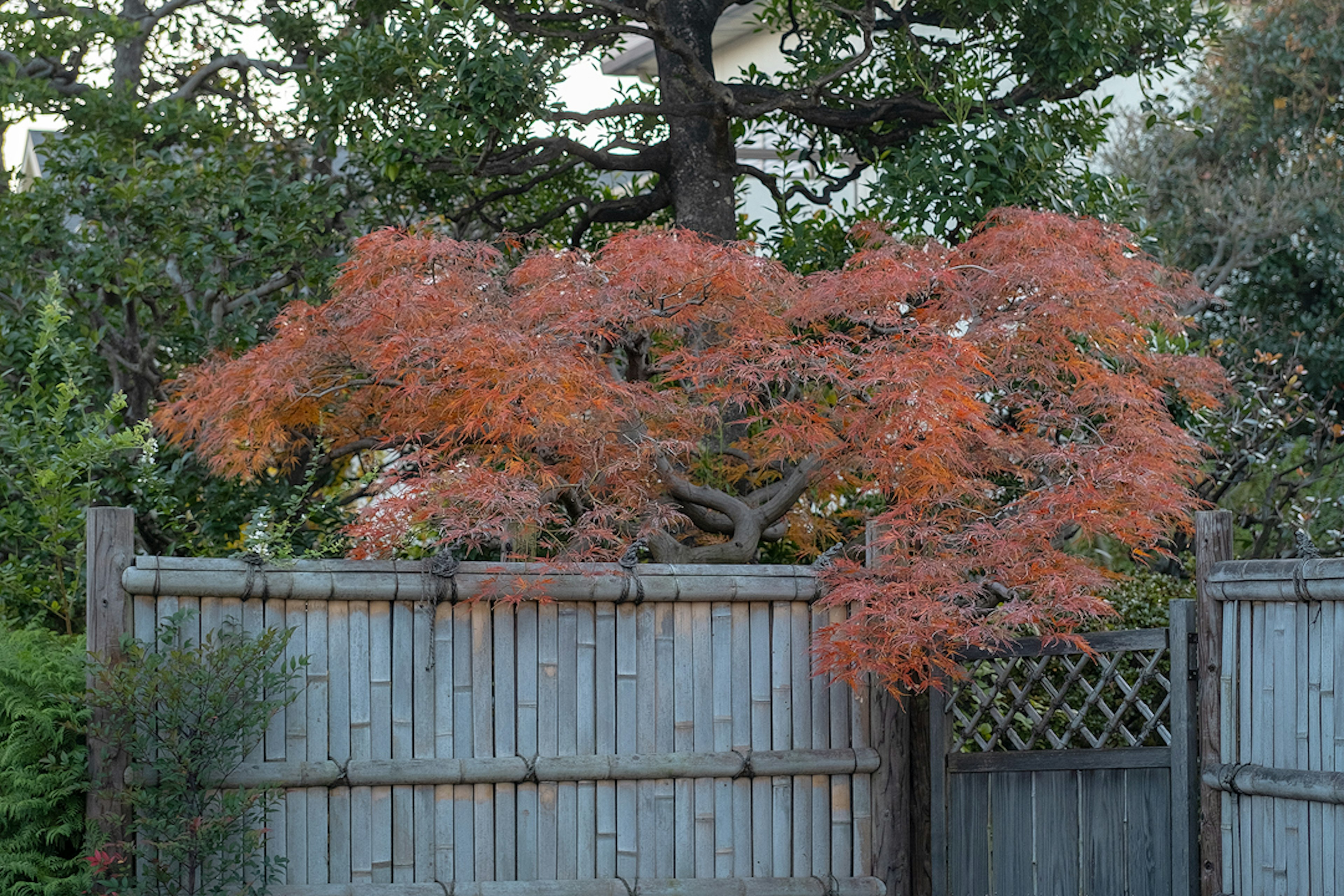 Árbol de arce con hojas de otoño detrás de una cerca de madera