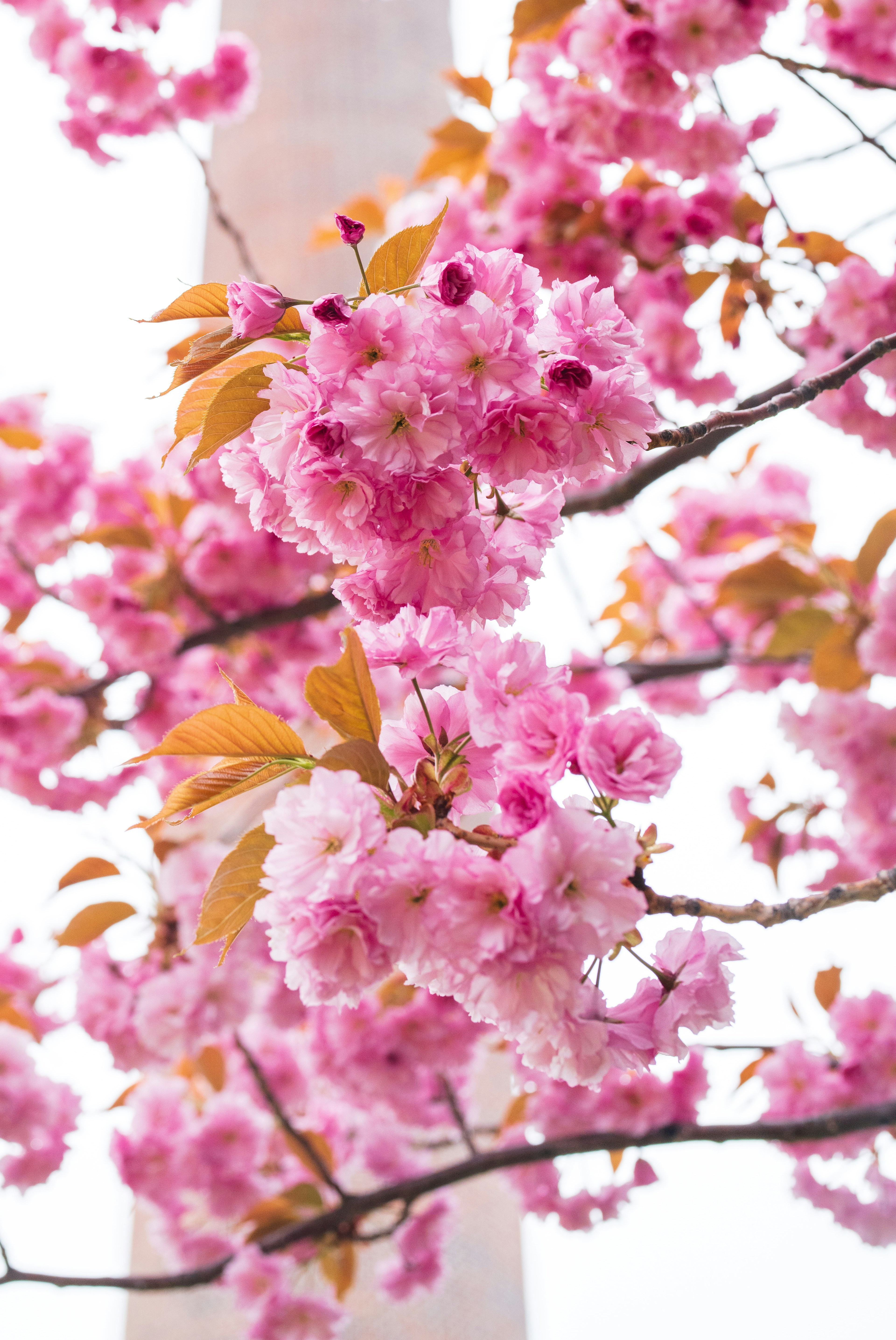 Bunga sakura yang mekar dengan kelopak pink cerah dan daun hijau