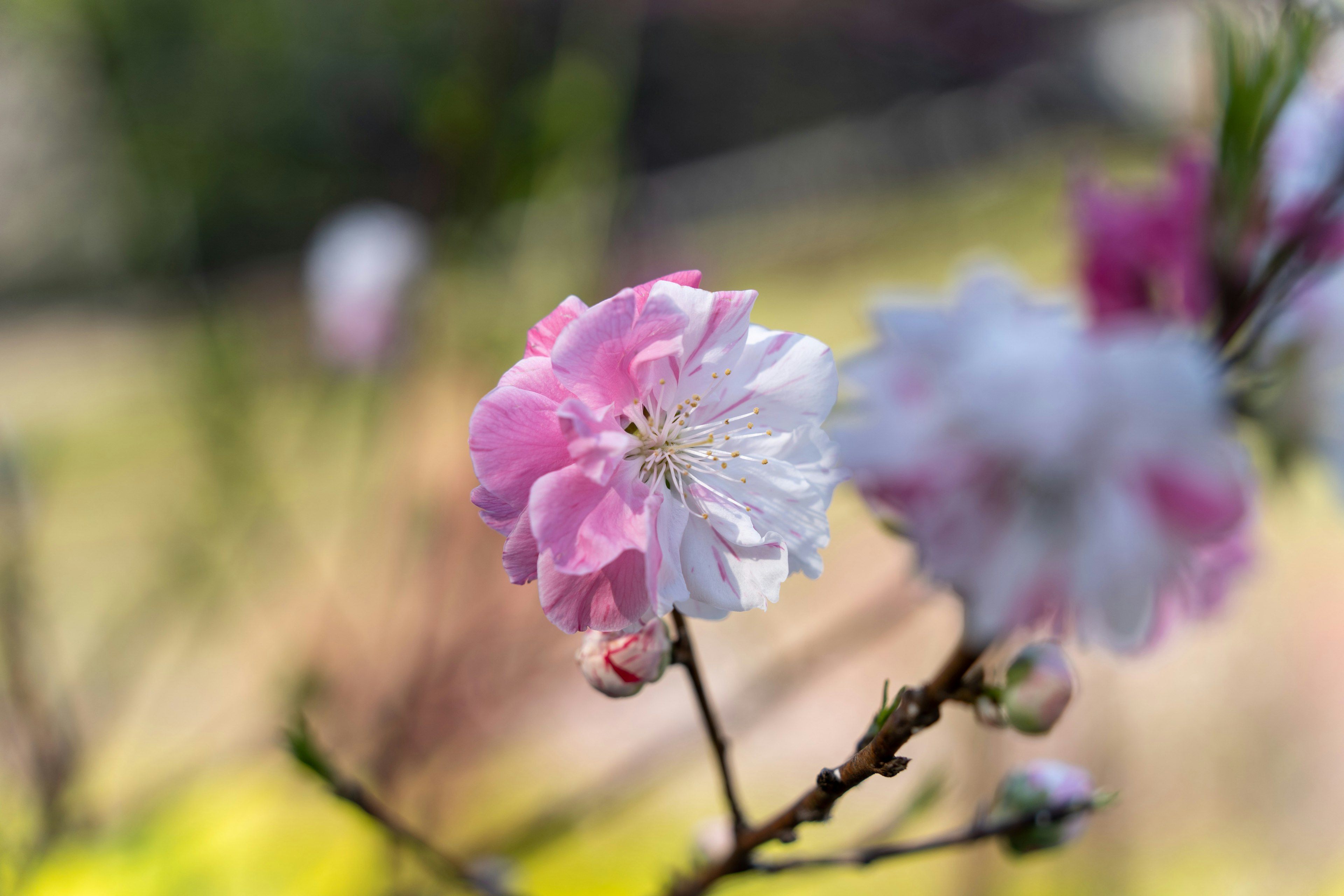 Gros plan d'une fleur rose et blanche sur une branche avec un arrière-plan flou