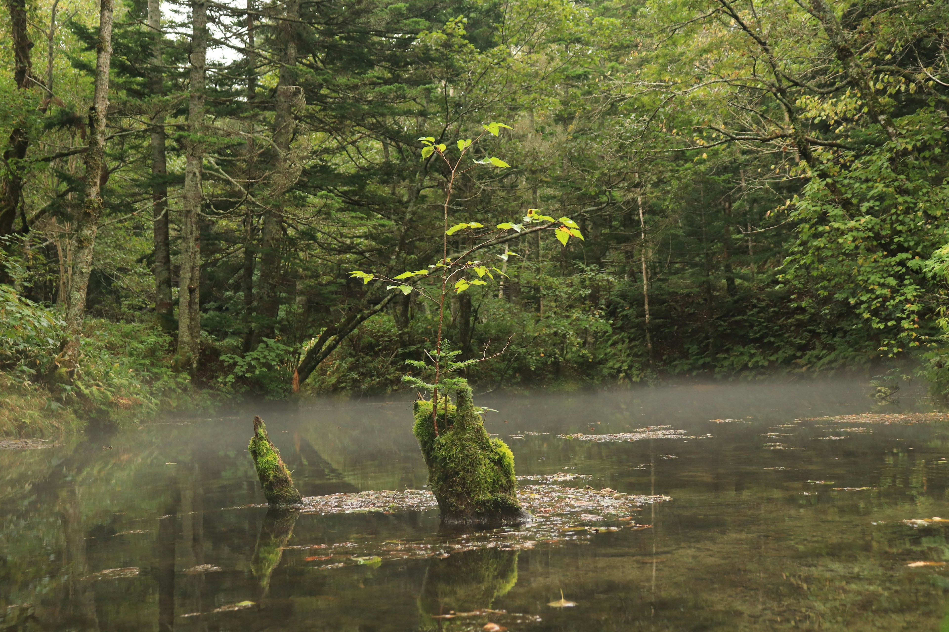 霧のかかった静かな池に生える苔むした木の根元が見える風景