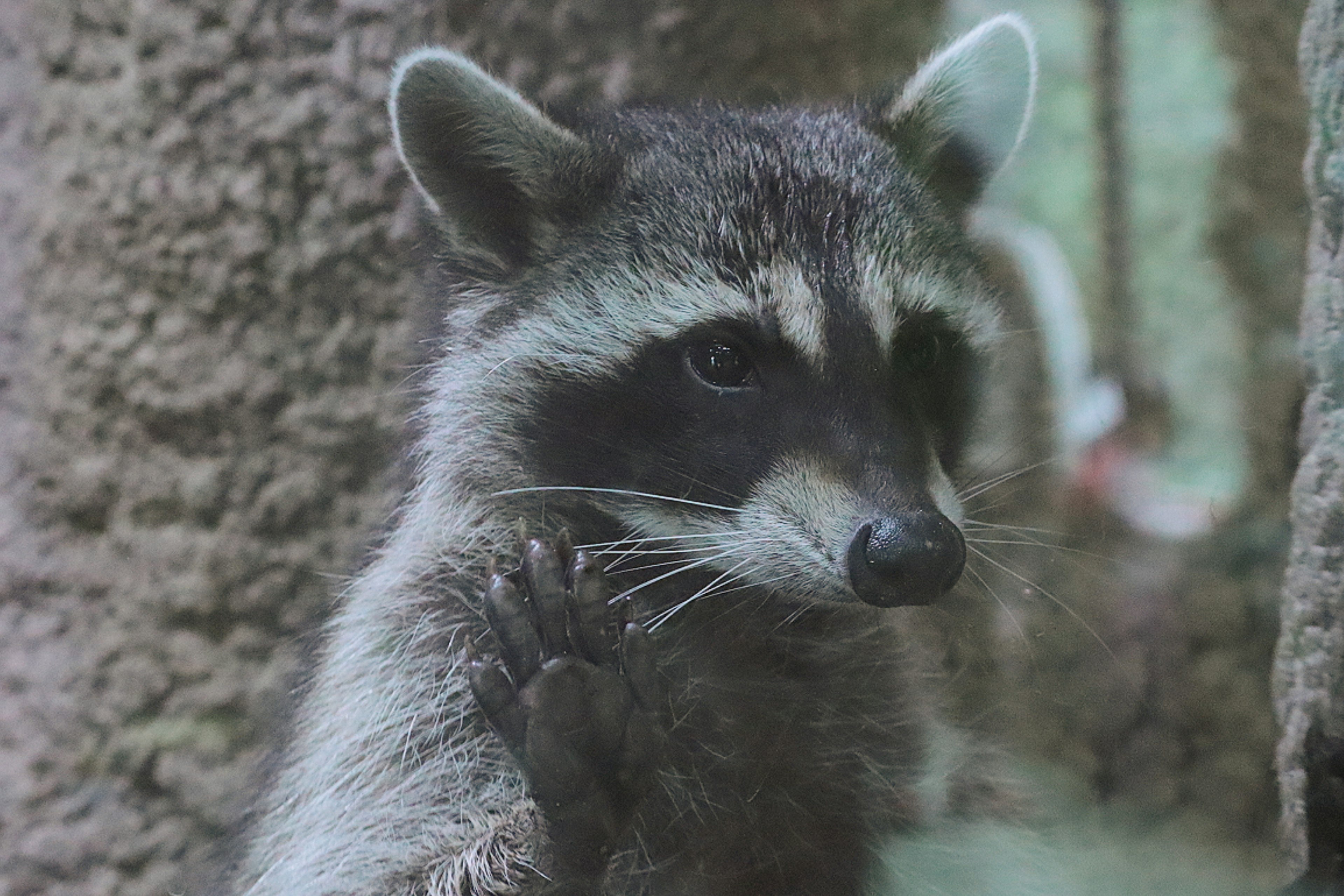 小さなアライグマが木のそばでポーズをとっている