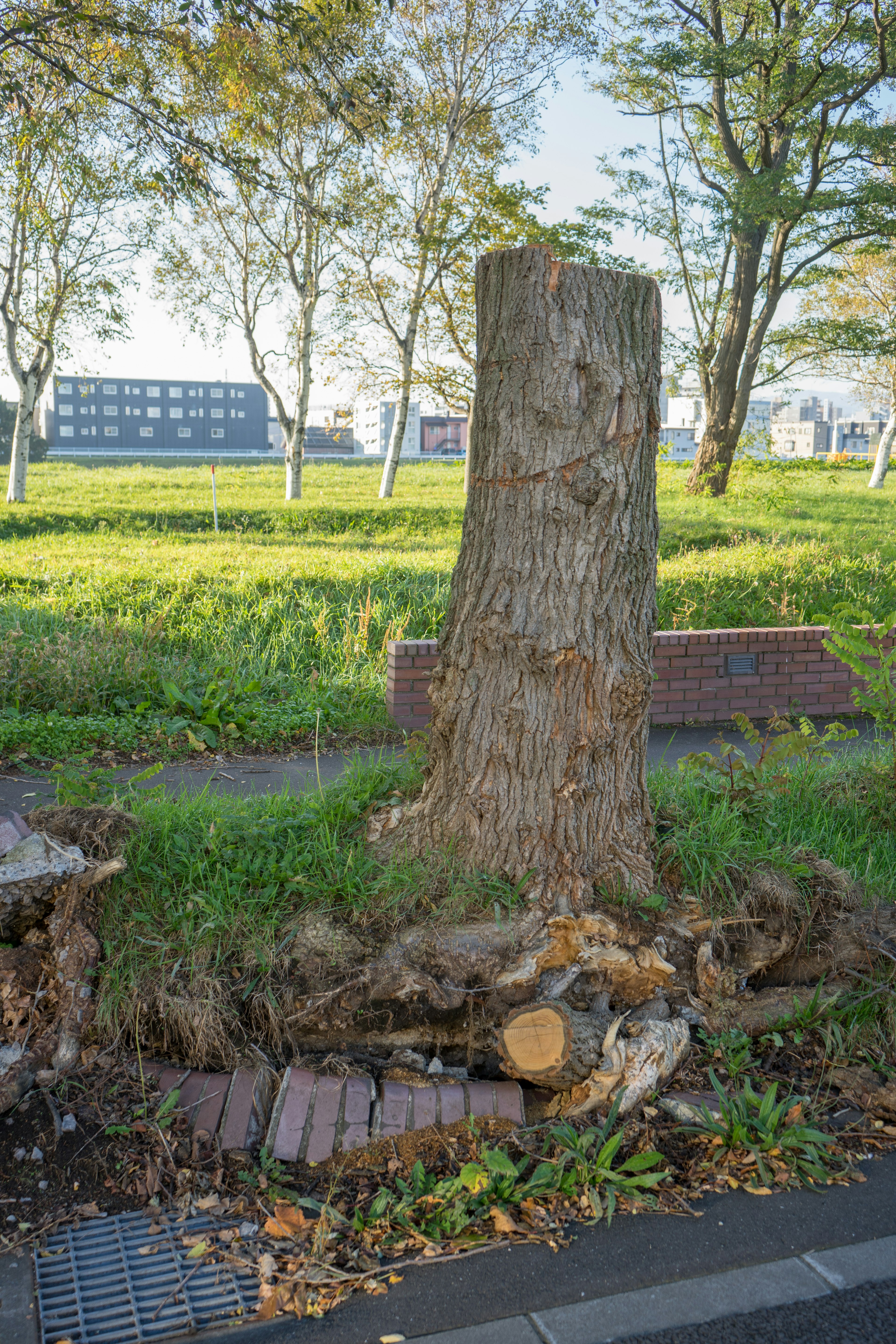 Tree stump surrounded by grassy area and benches