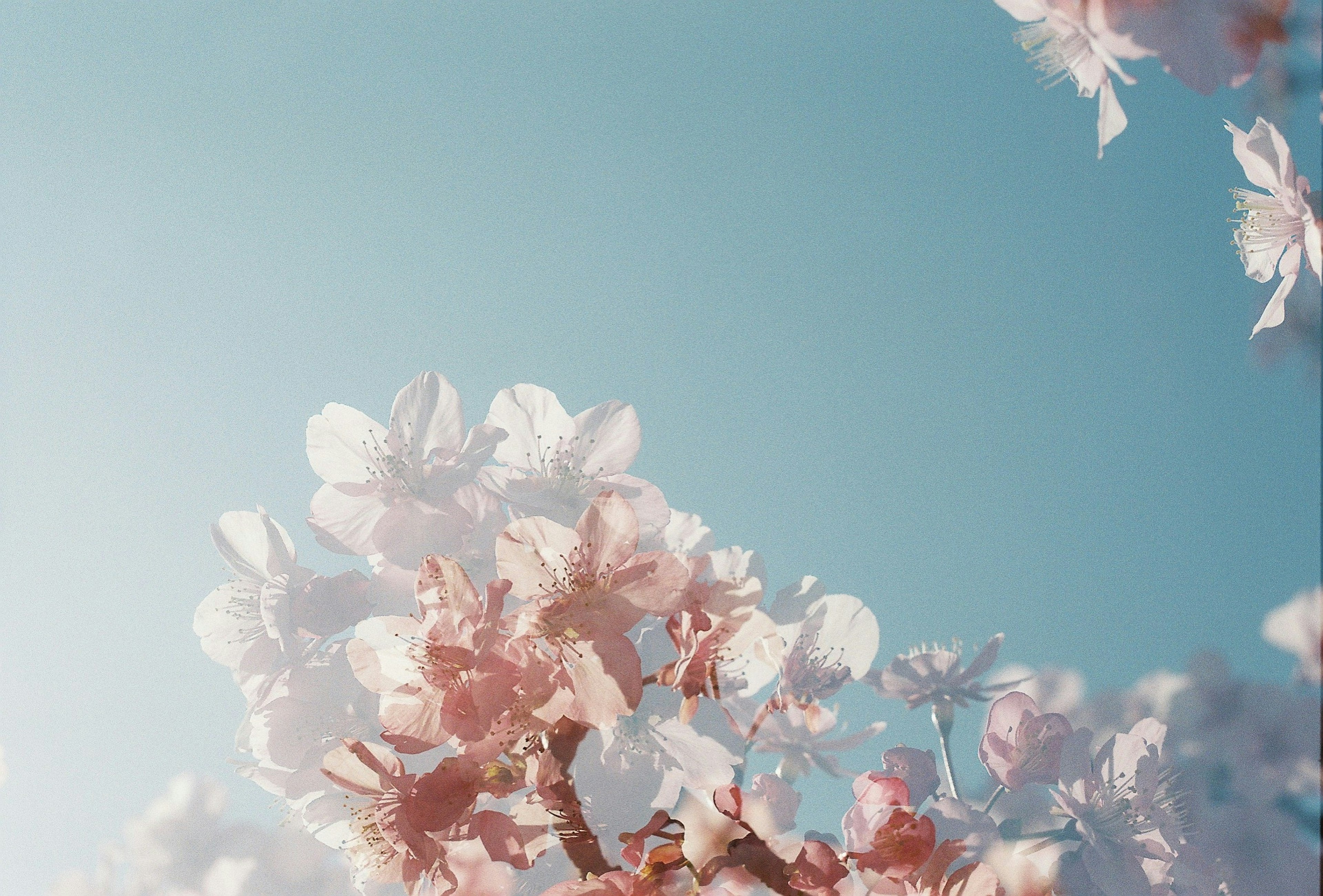 Kedekatan bunga sakura di latar belakang langit biru