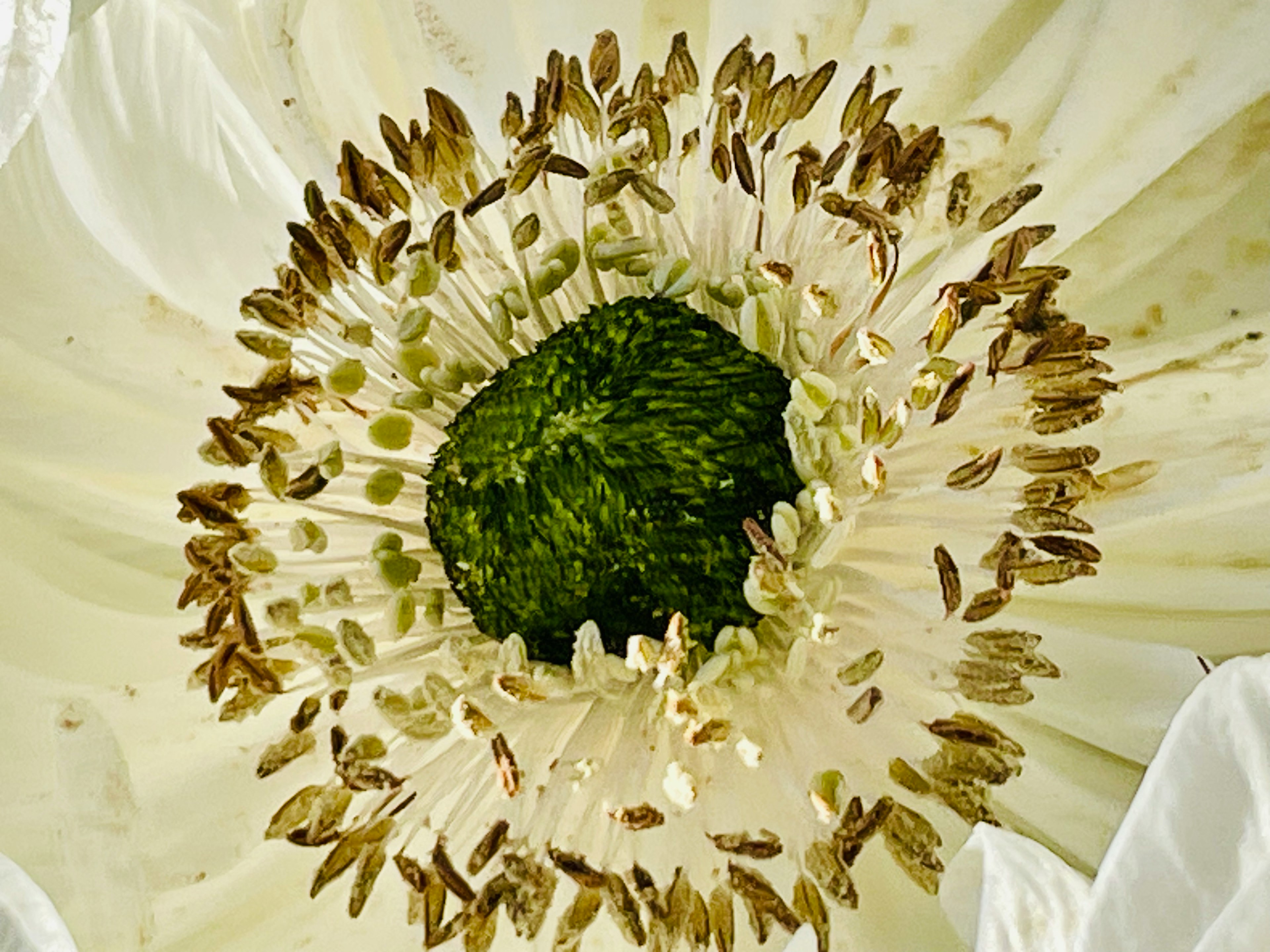 白い花の中心部にある緑色の蕊と茶色の花粉