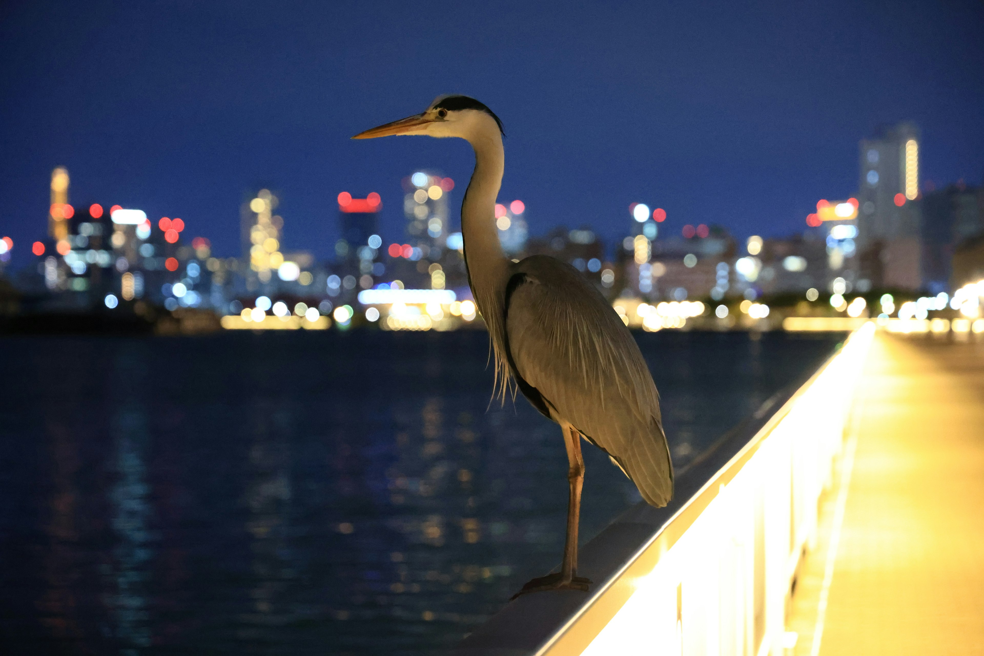 Héron se tenant sur une rambarde avec une vue sur la ville la nuit