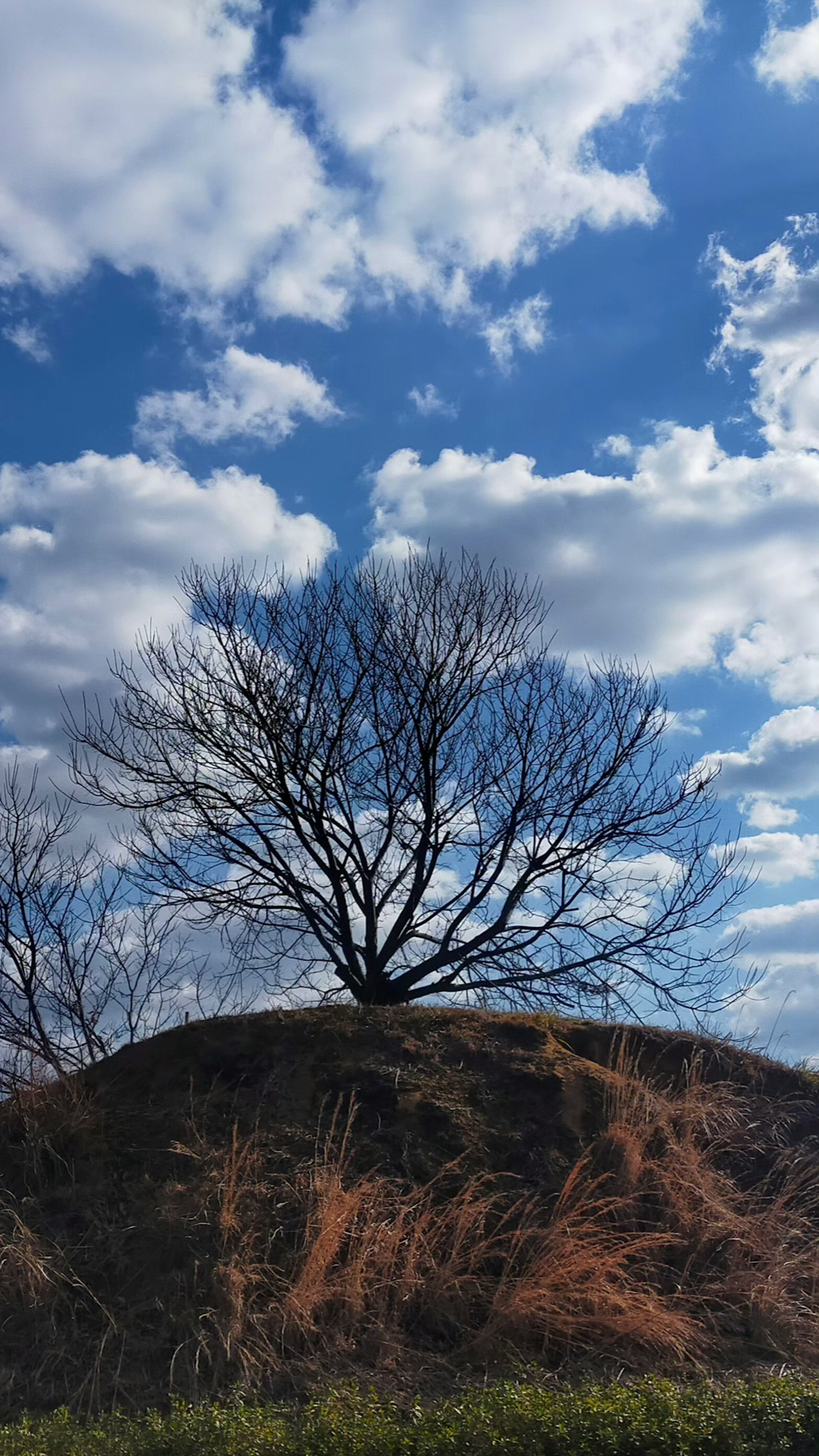 Un arbre sans feuilles sur un monticule sous un ciel bleu