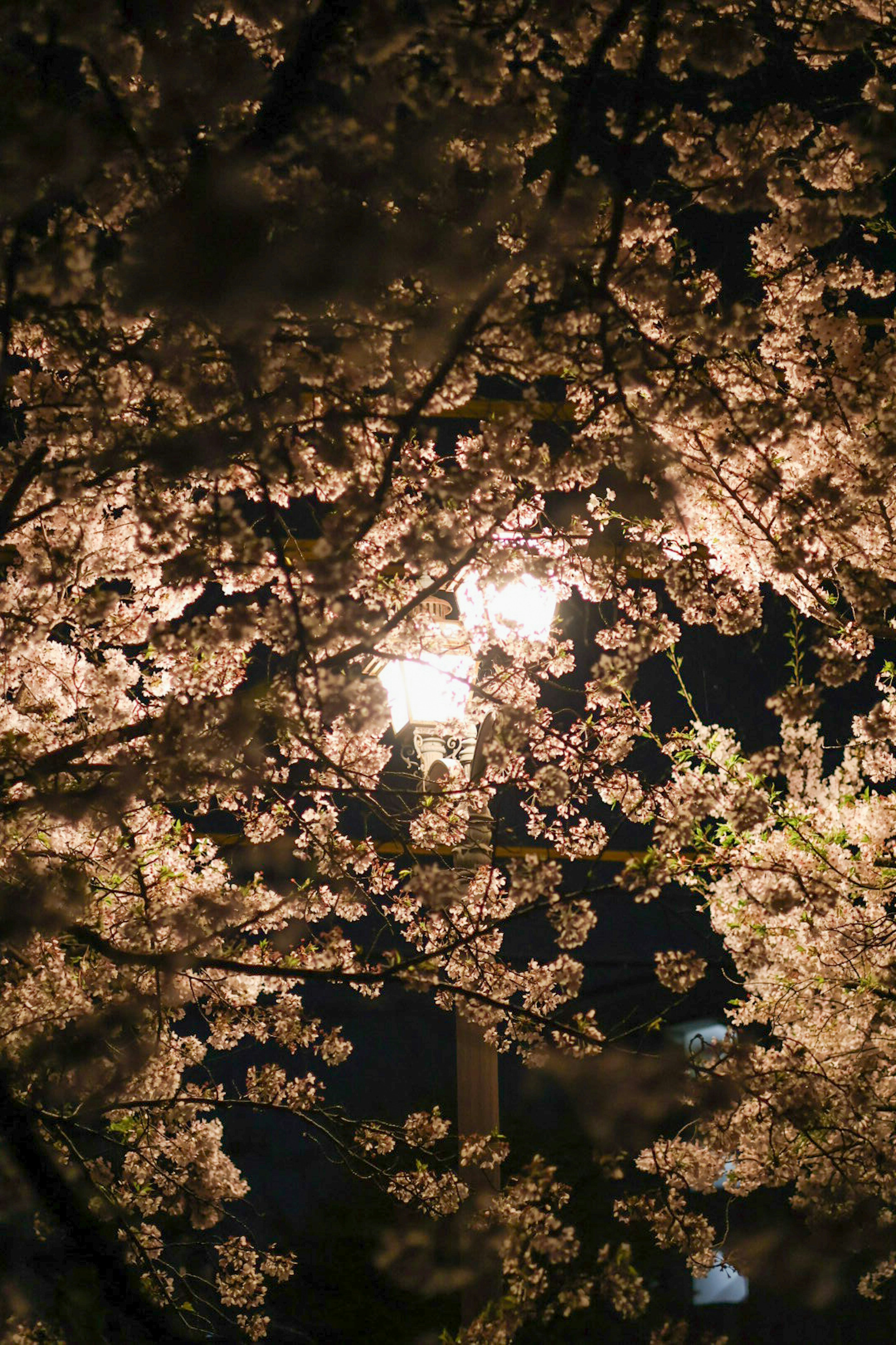 夜晚街燈下盛開的櫻花美麗景象