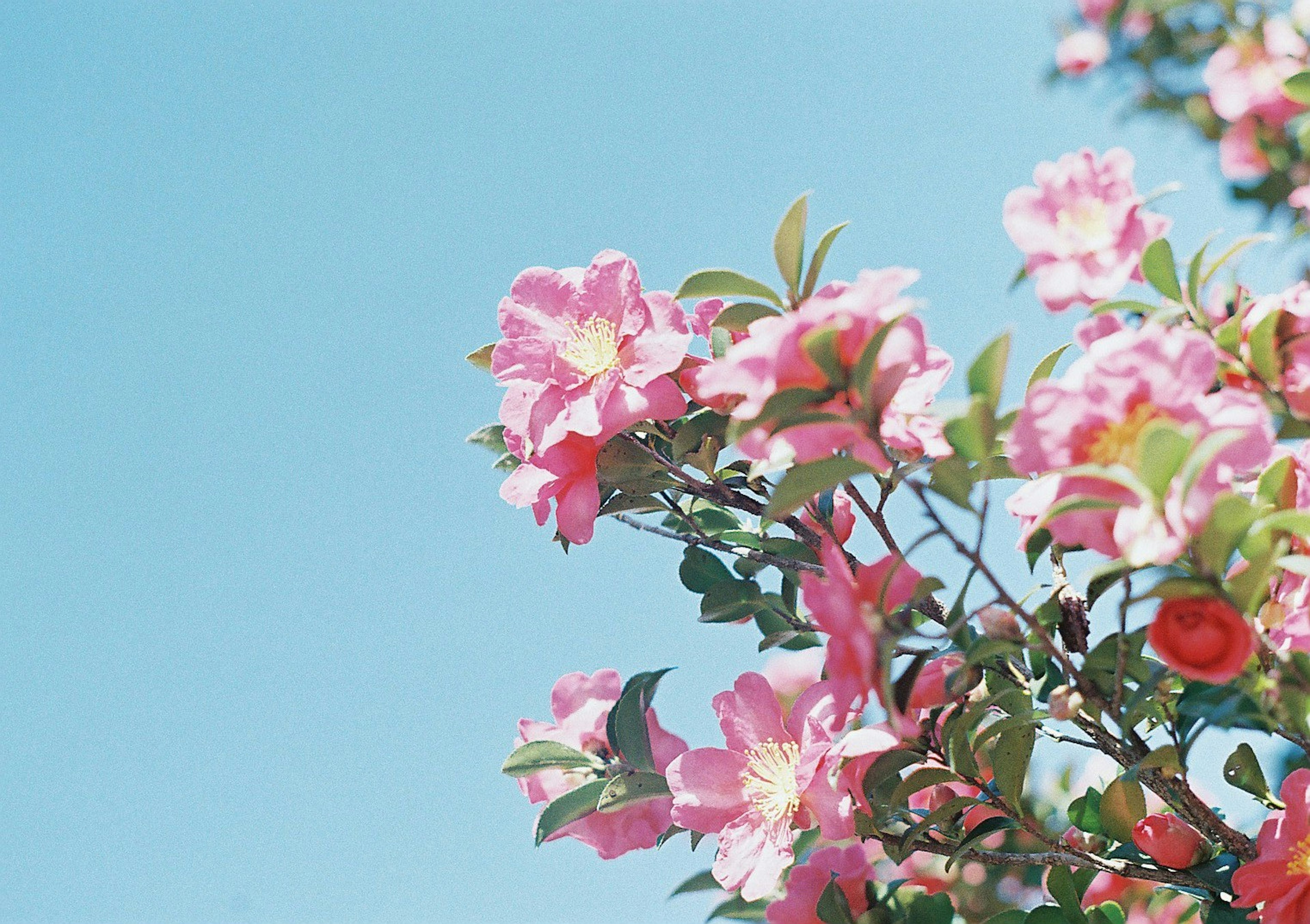 青空の下に咲くピンクの花と緑の葉