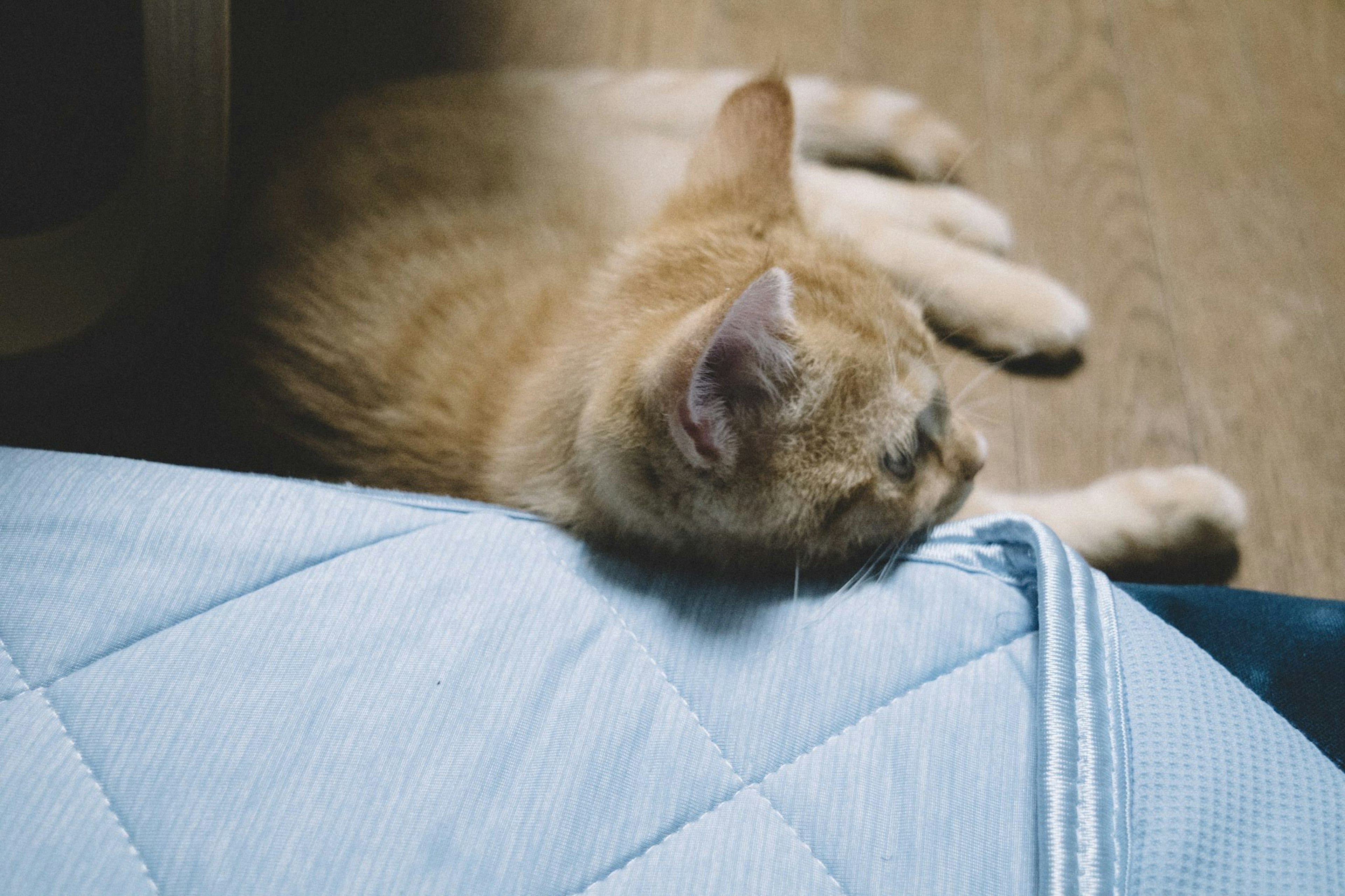 Kucing oranye yang bersandar di tepi kasur biru