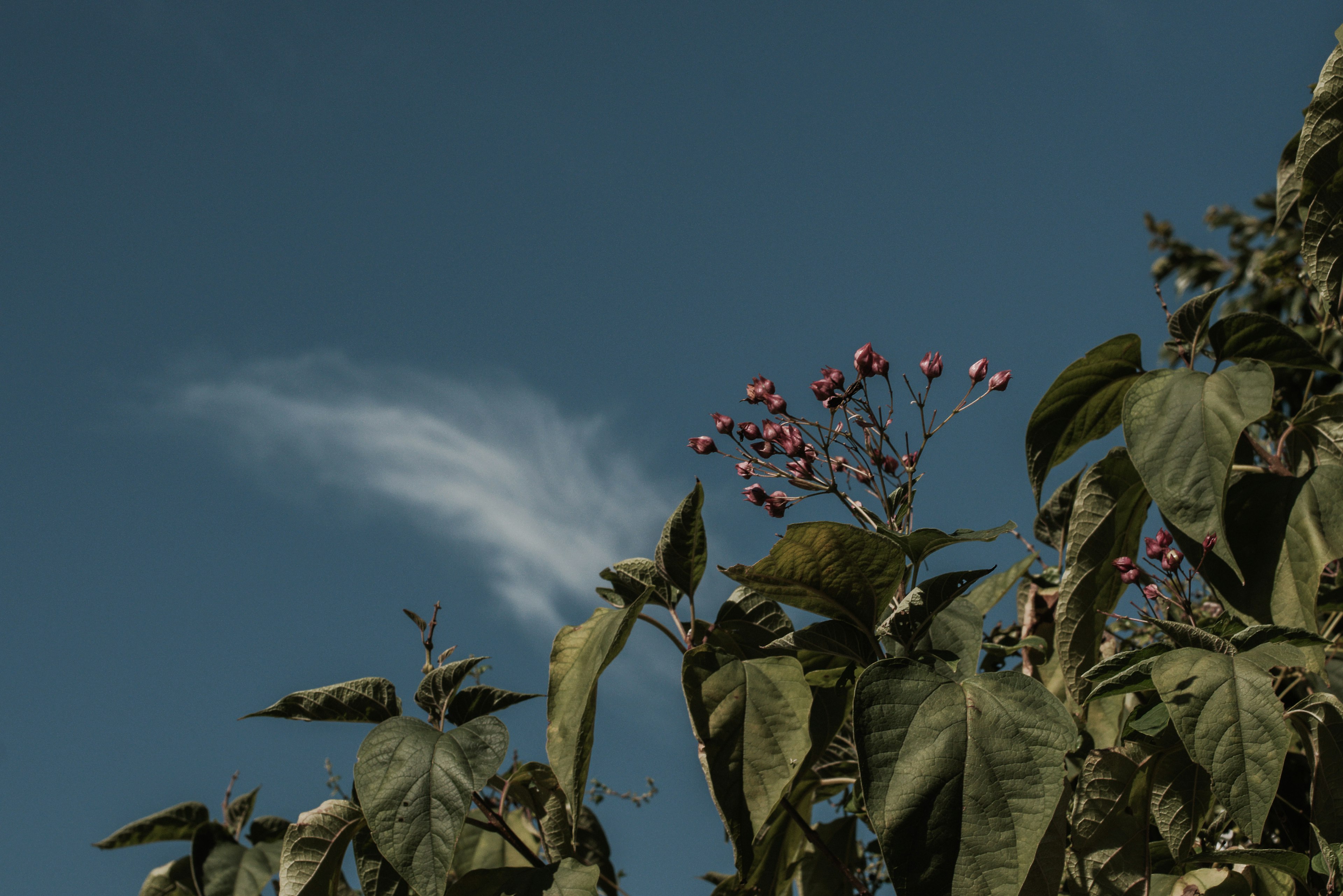 Feuilles vertes et fleurs violettes sous un ciel bleu