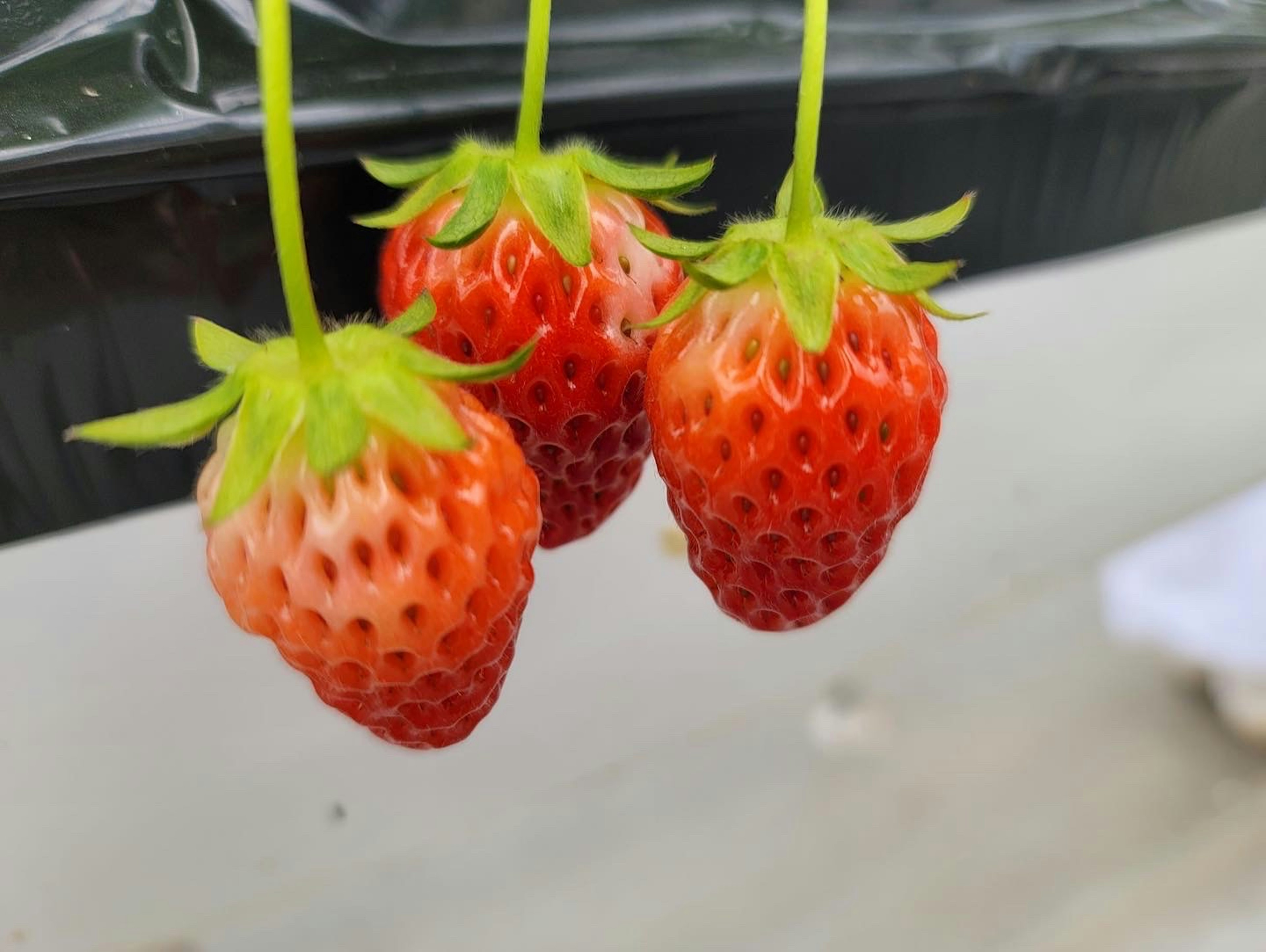 Tre fragole rosse vivaci appese con foglie verdi