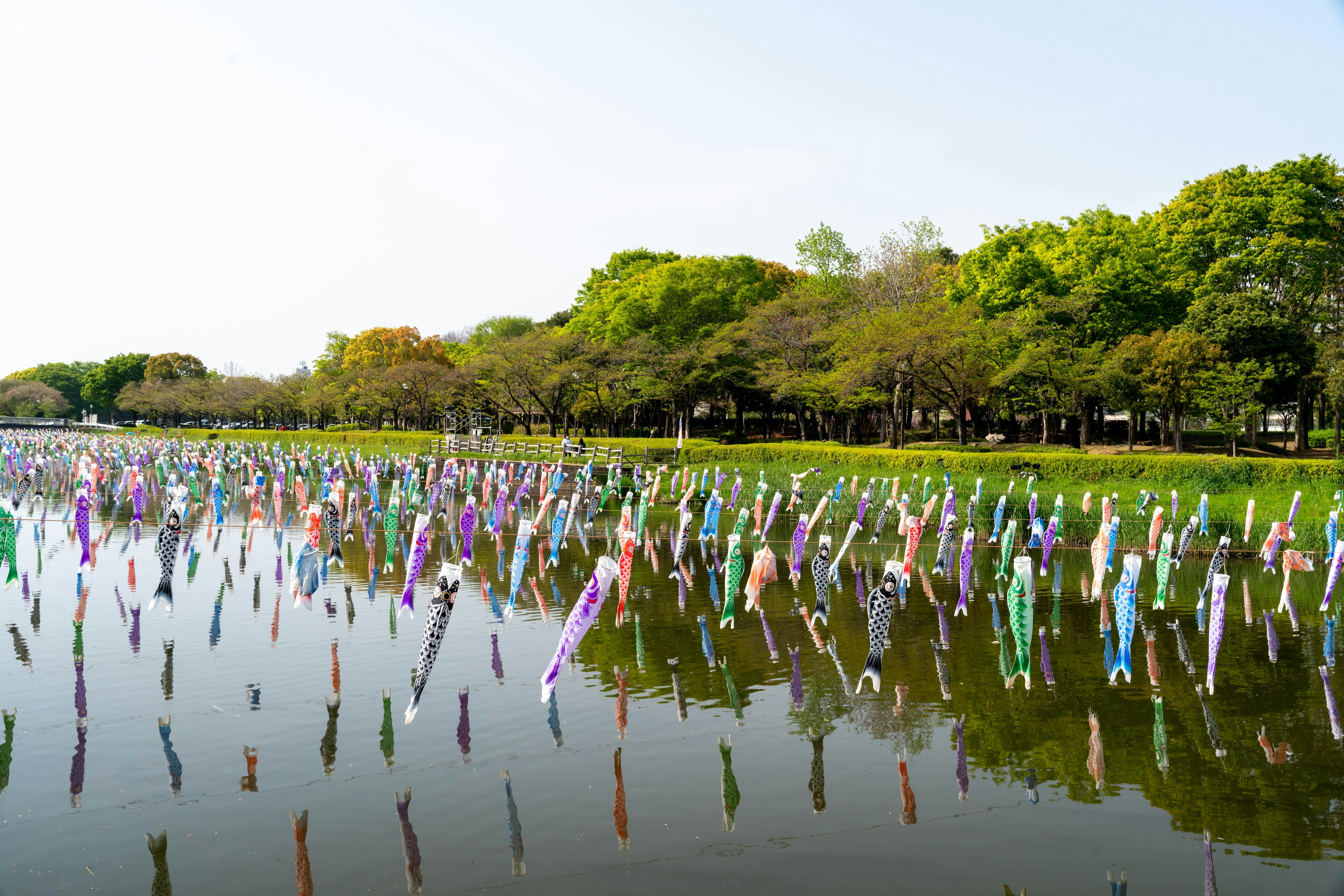 Drapeaux colorés de carpes koi se tenant dans une zone d'eau entourée d'arbres