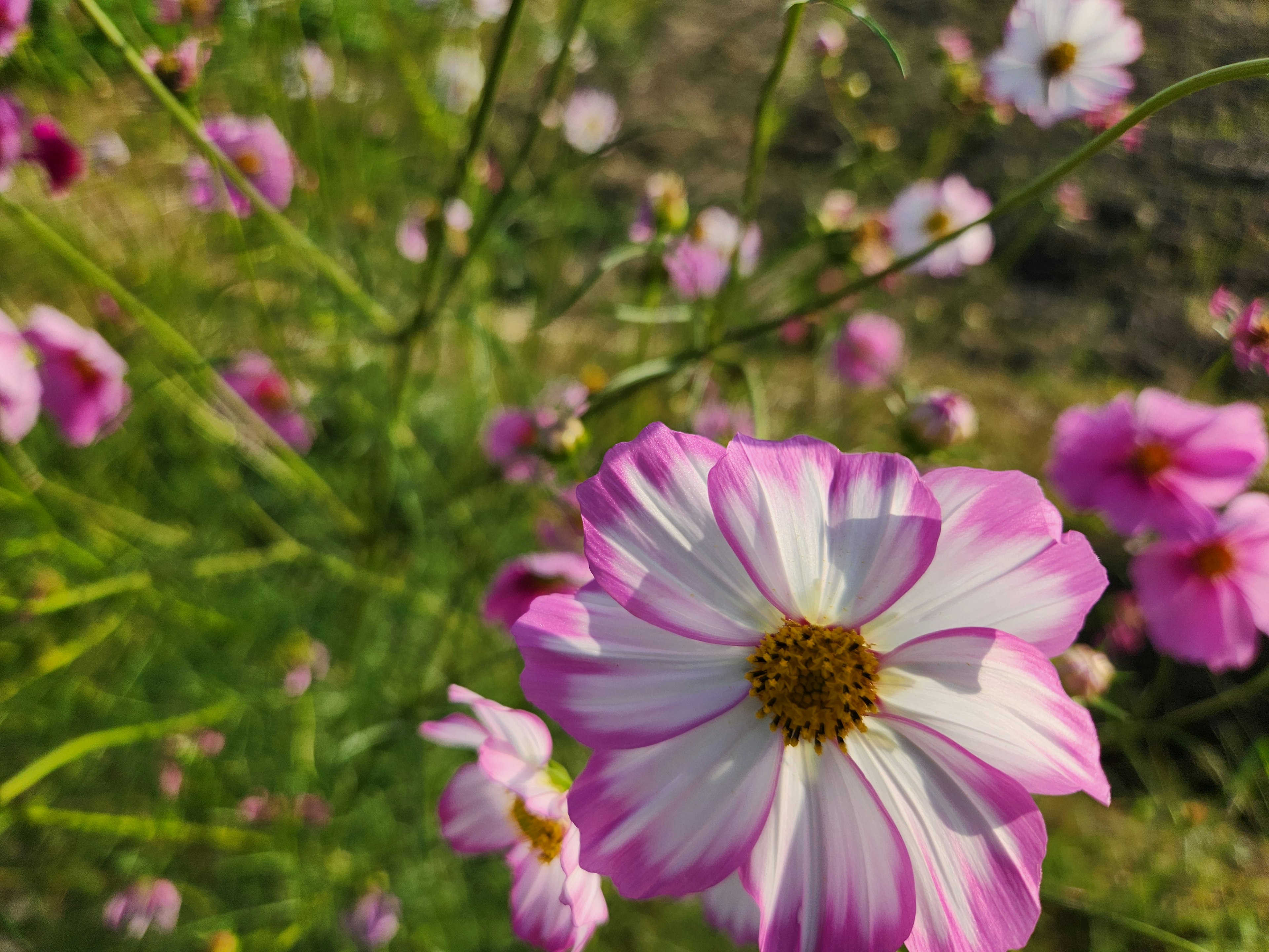 ピンクと白のコスモスの花が咲いている風景