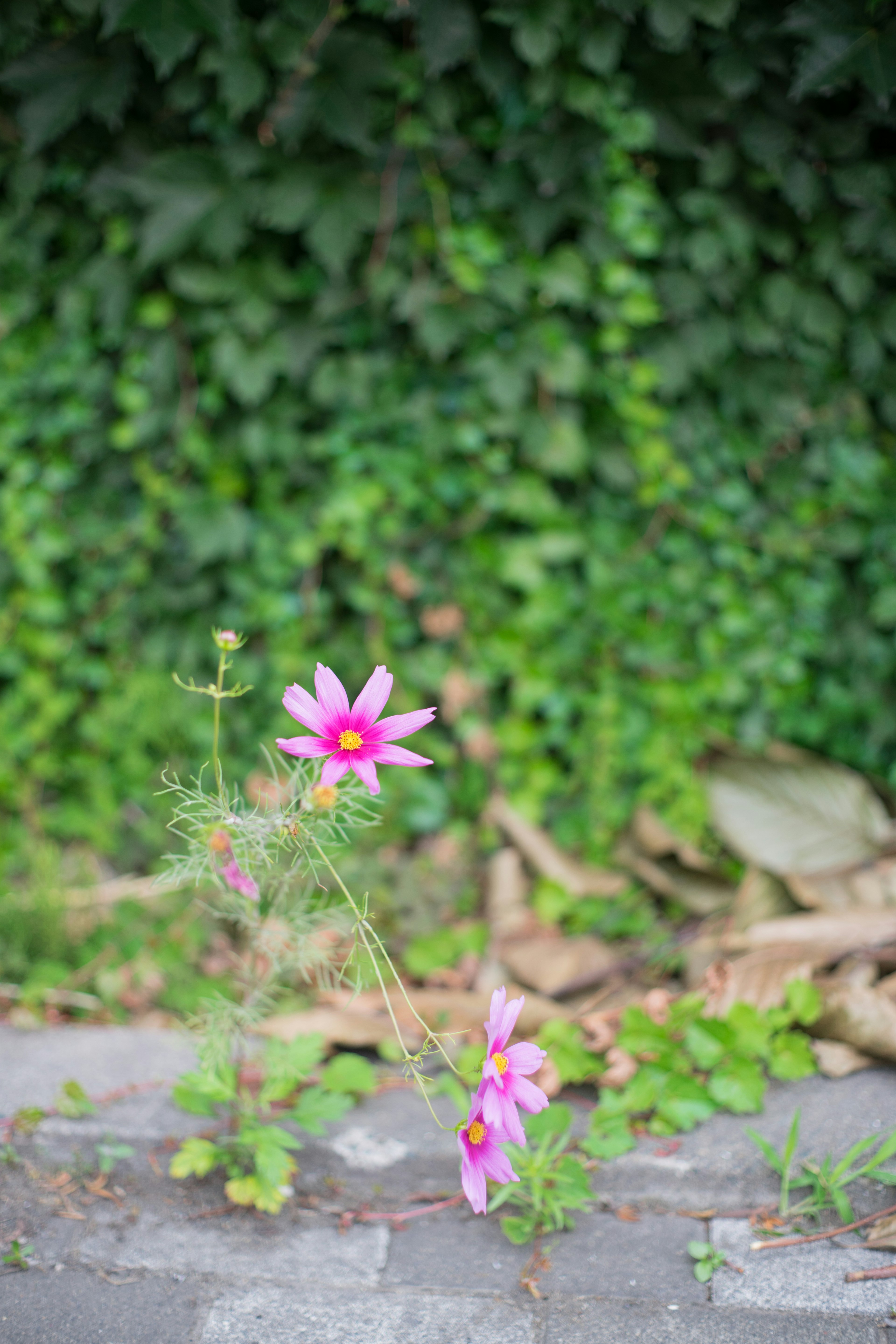 Fleur rose épanouie sur un fond vert avec un pavé en pierre