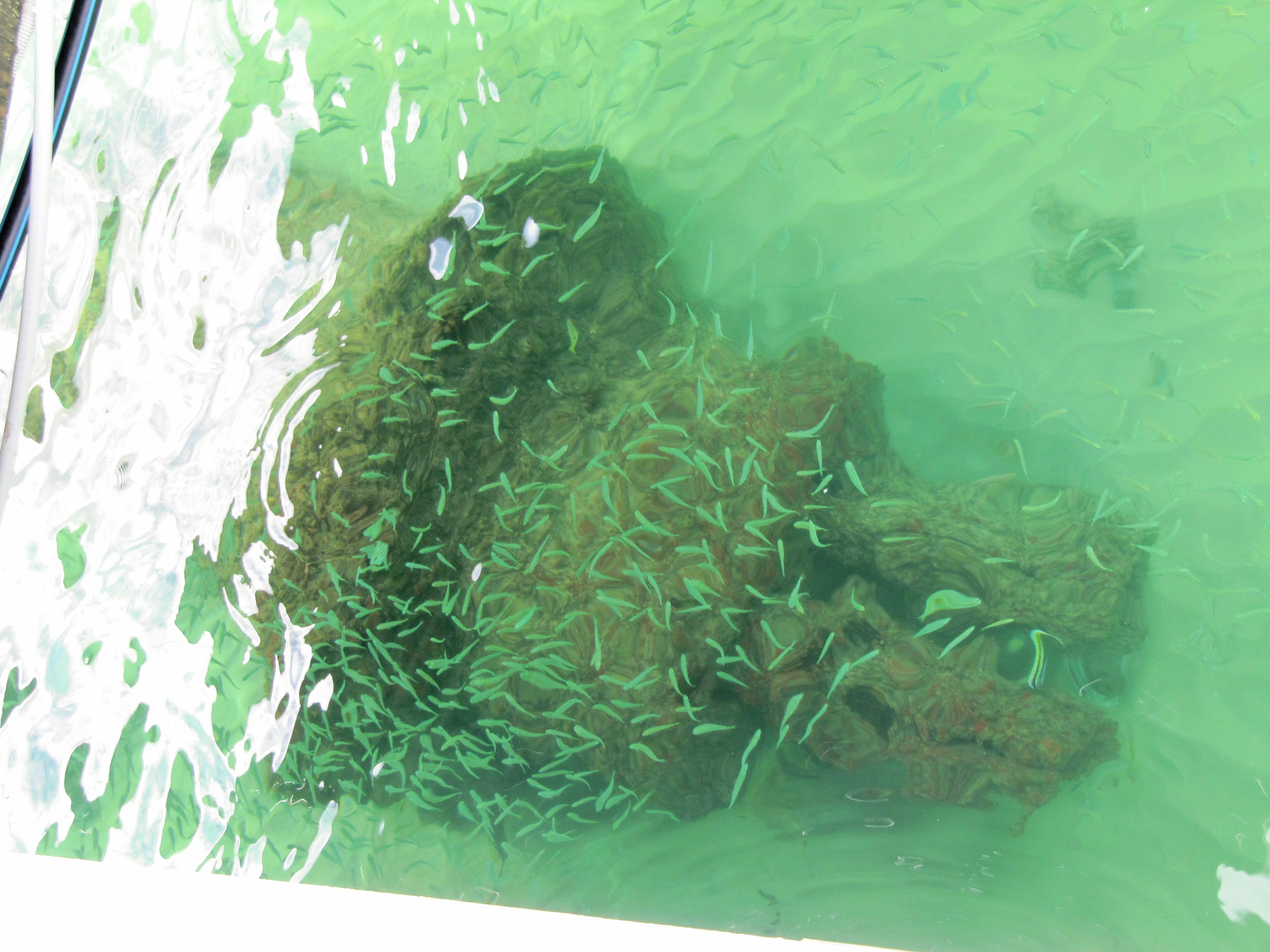 Large rock submerged in water surrounded by small fish