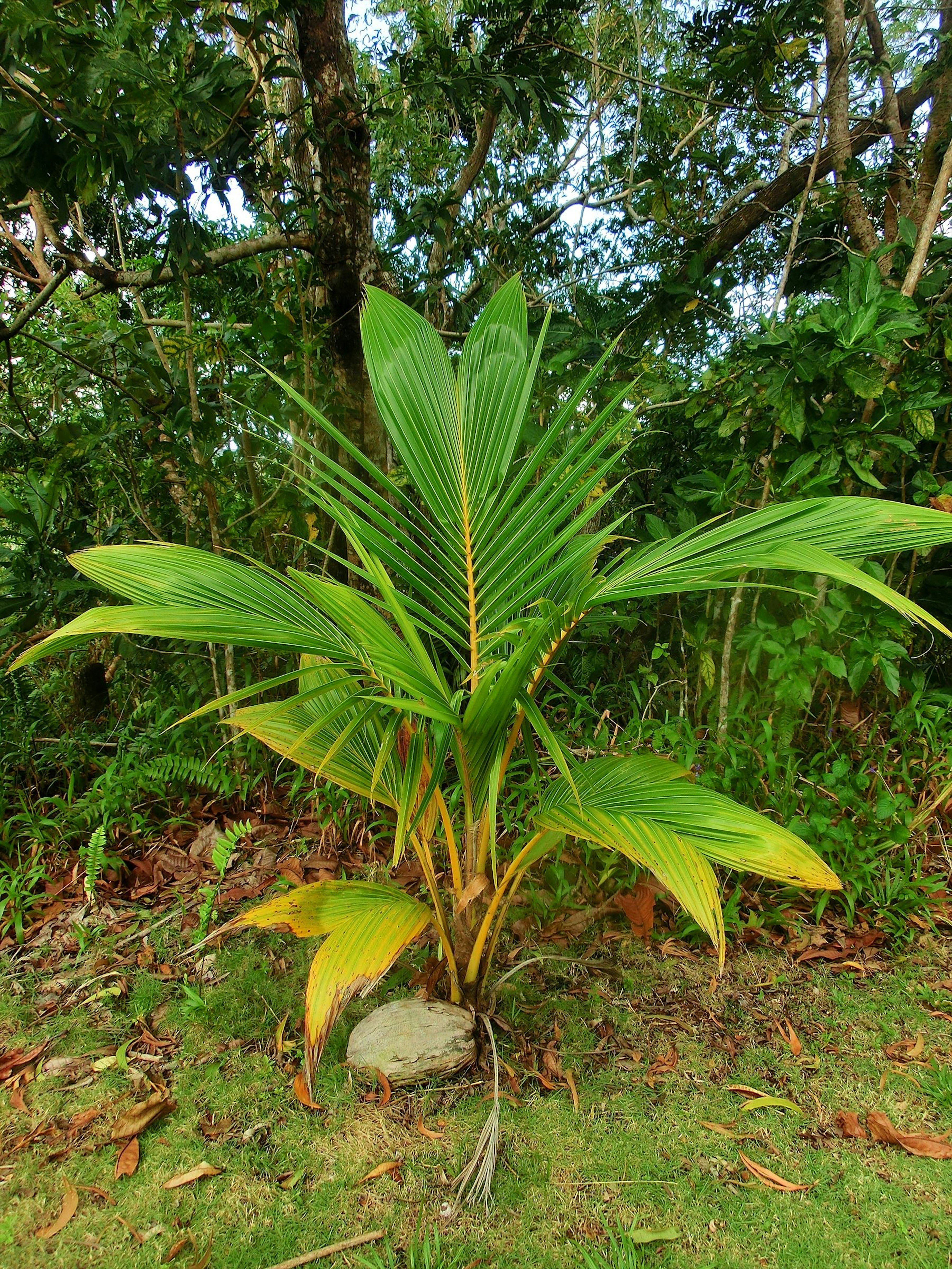 Pohon palem kecil dengan daun hijau dikelilingi oleh vegetasi subur