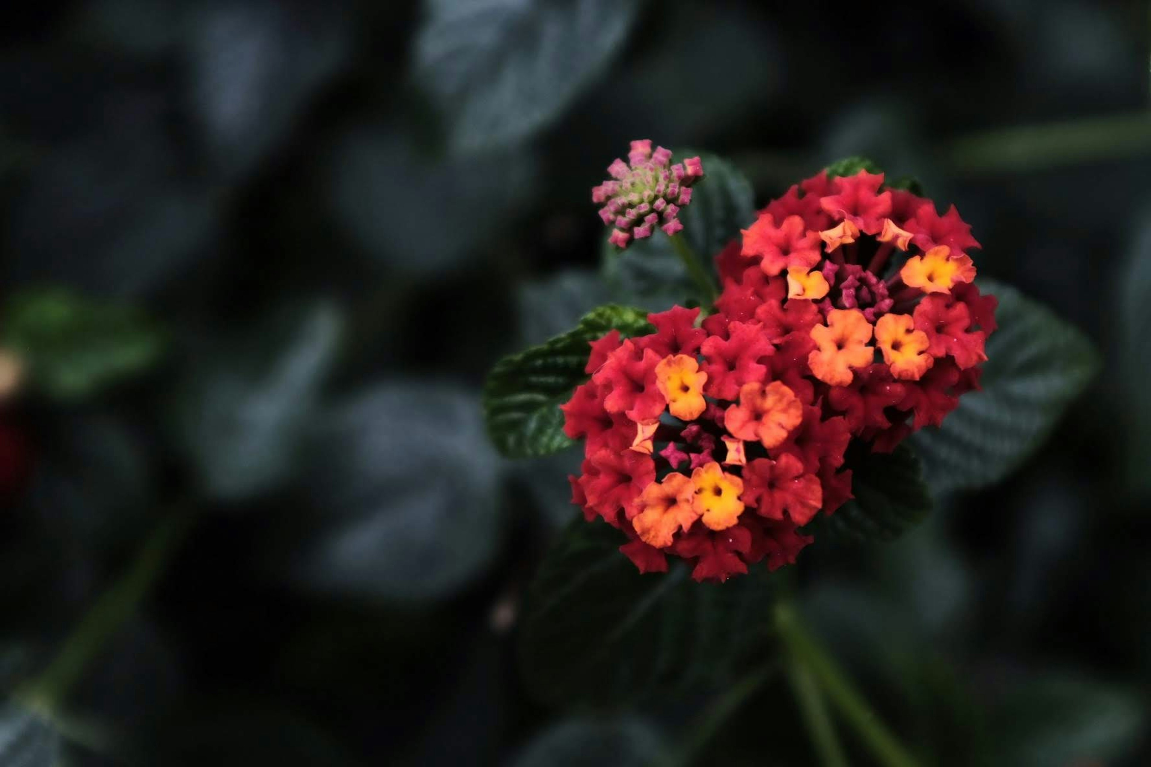 Lebendige orange und rote Lantana-Blumen blühen zwischen grünen Blättern