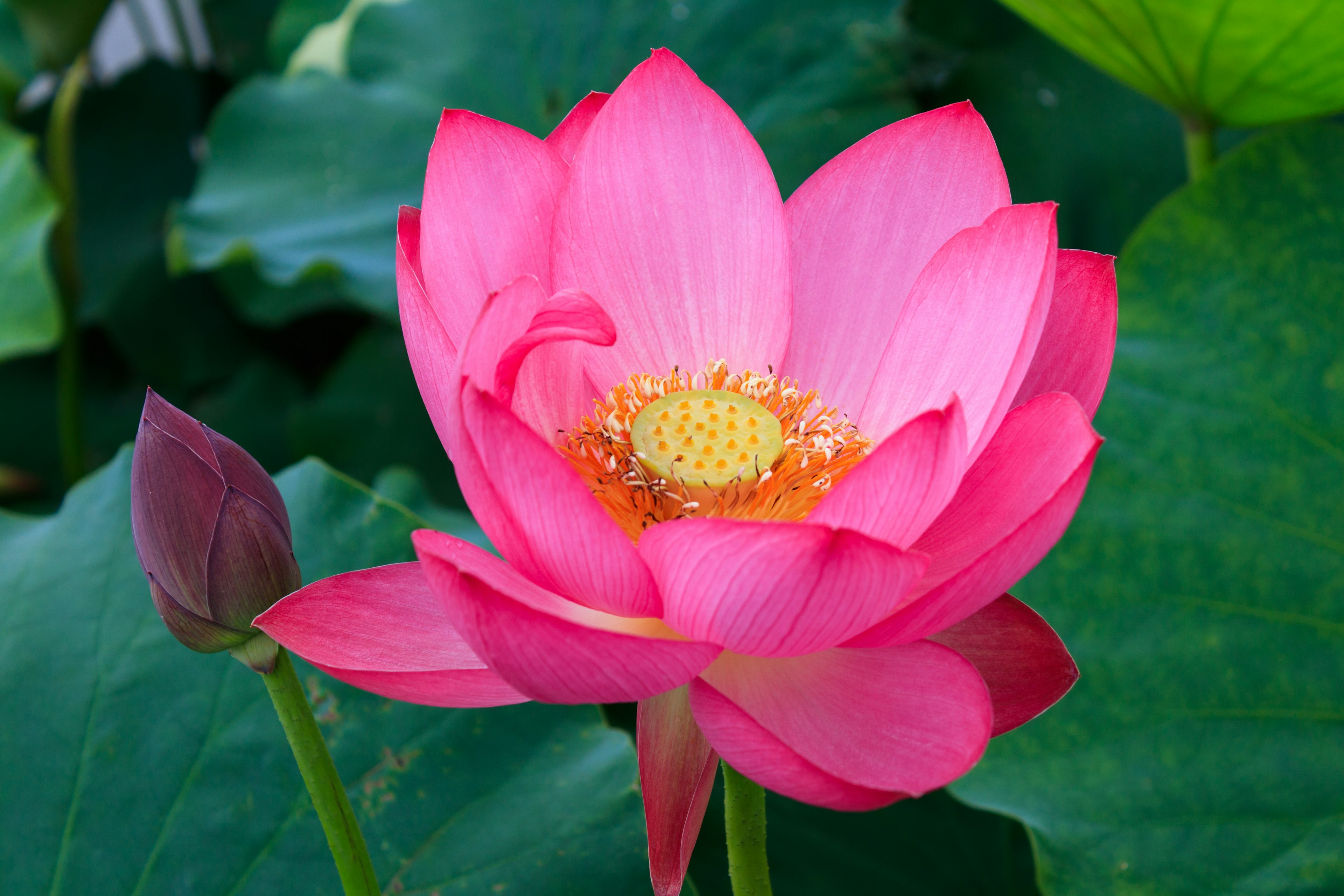 A beautiful pink lotus flower with a bud surrounded by green leaves