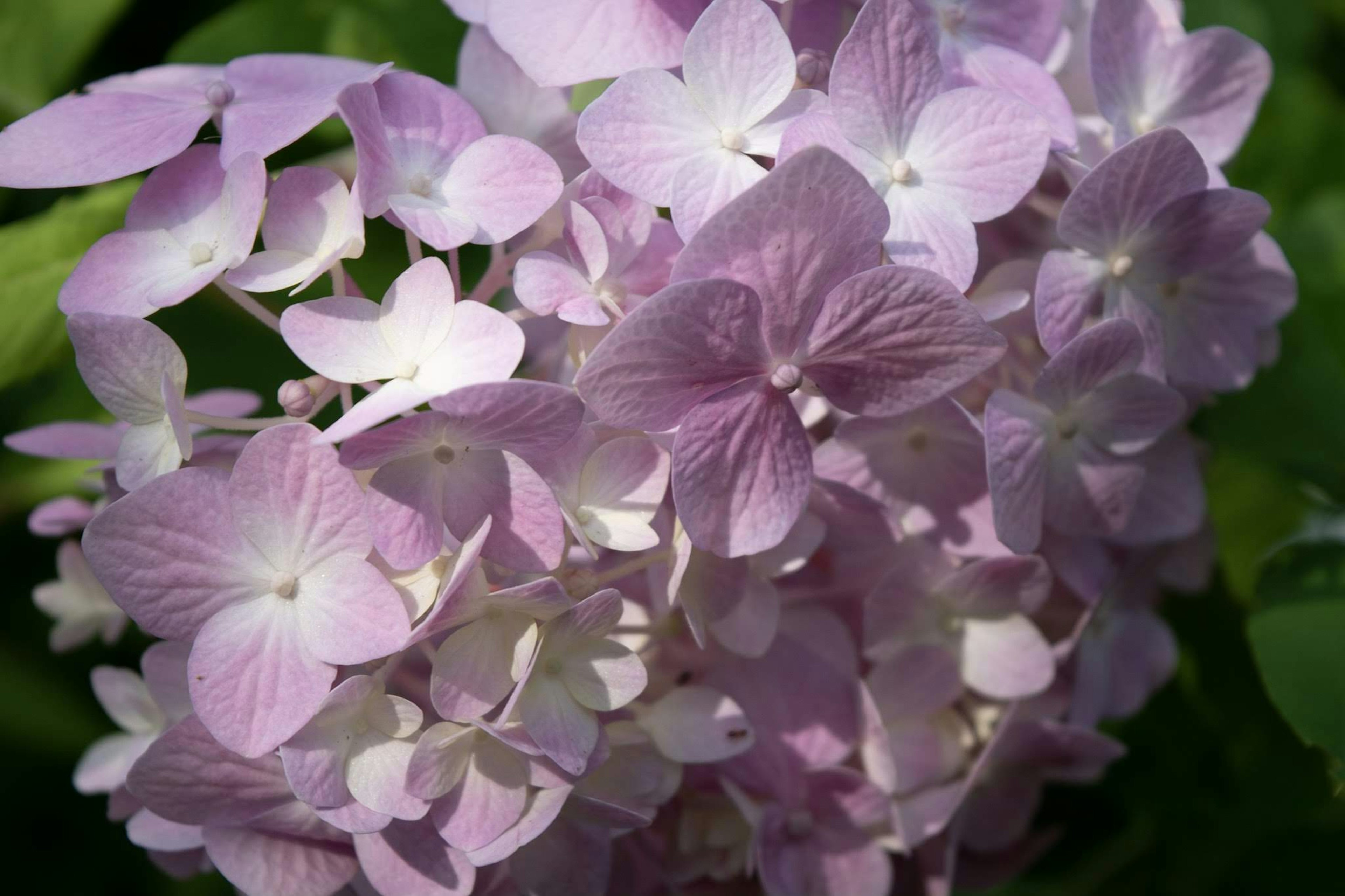 Close-up of pink hydrangea flowers in full bloom