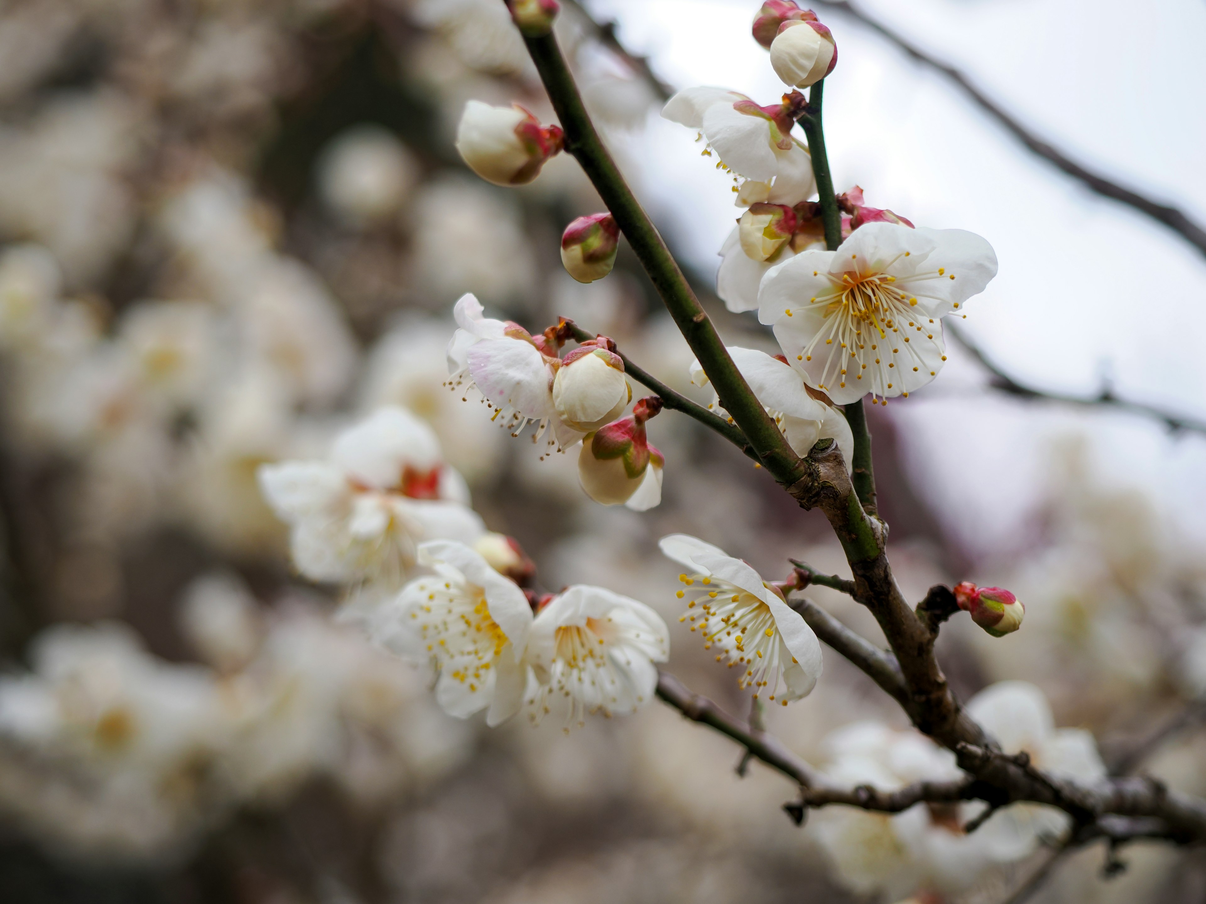 Close-up of plum tree branches with white blossoms