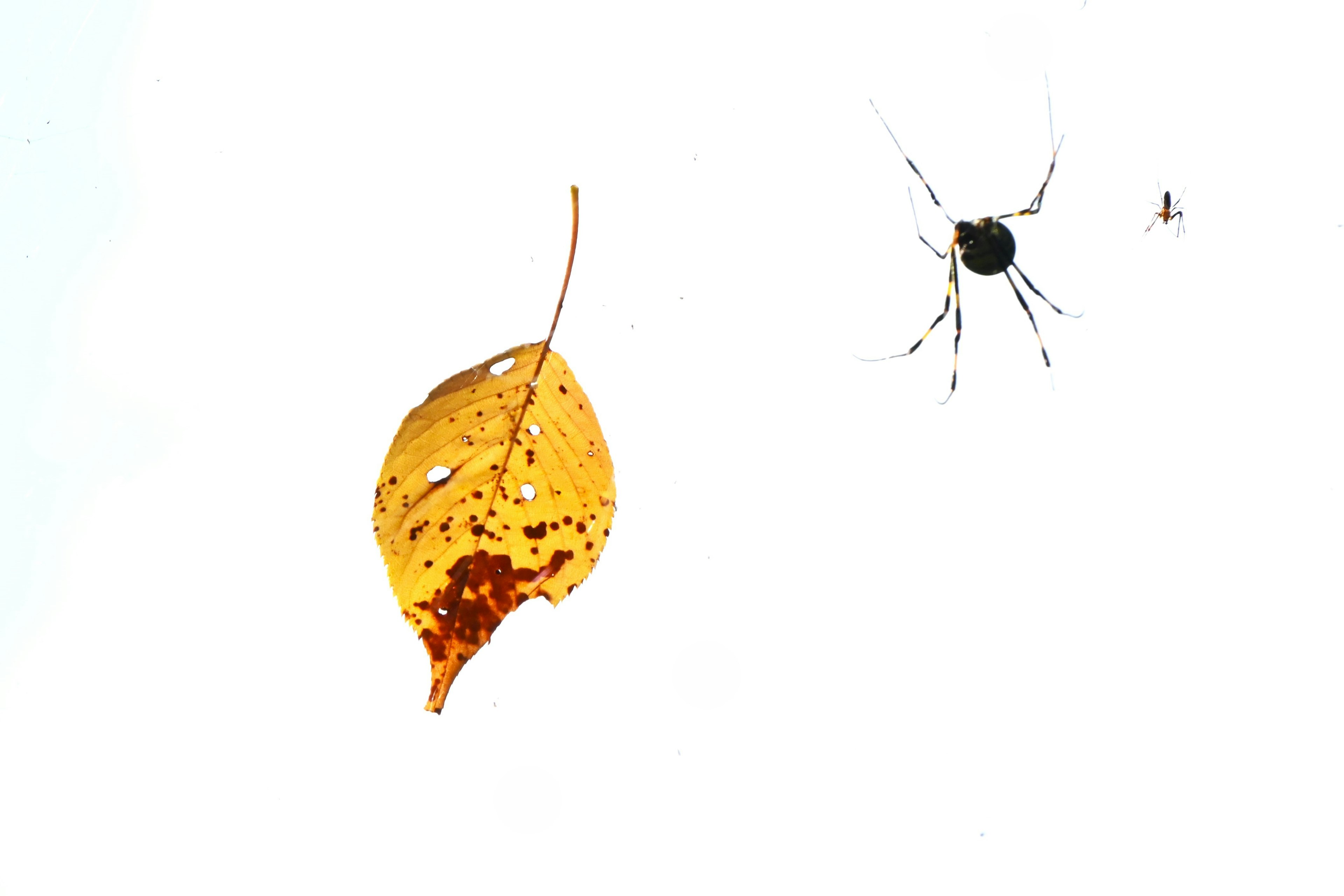 A yellow leaf and a black spider on a white background