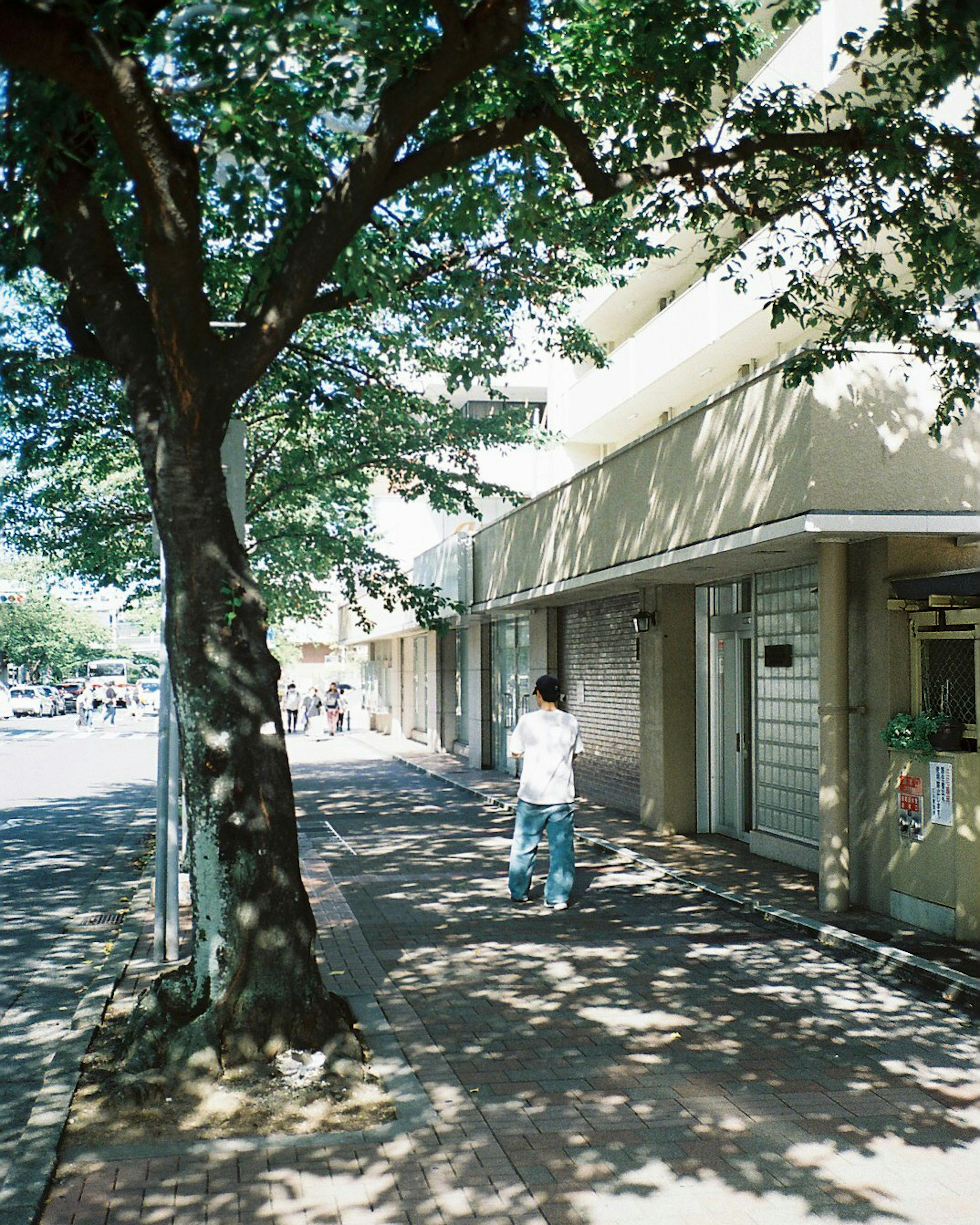 A person standing on a sidewalk shaded by a green tree