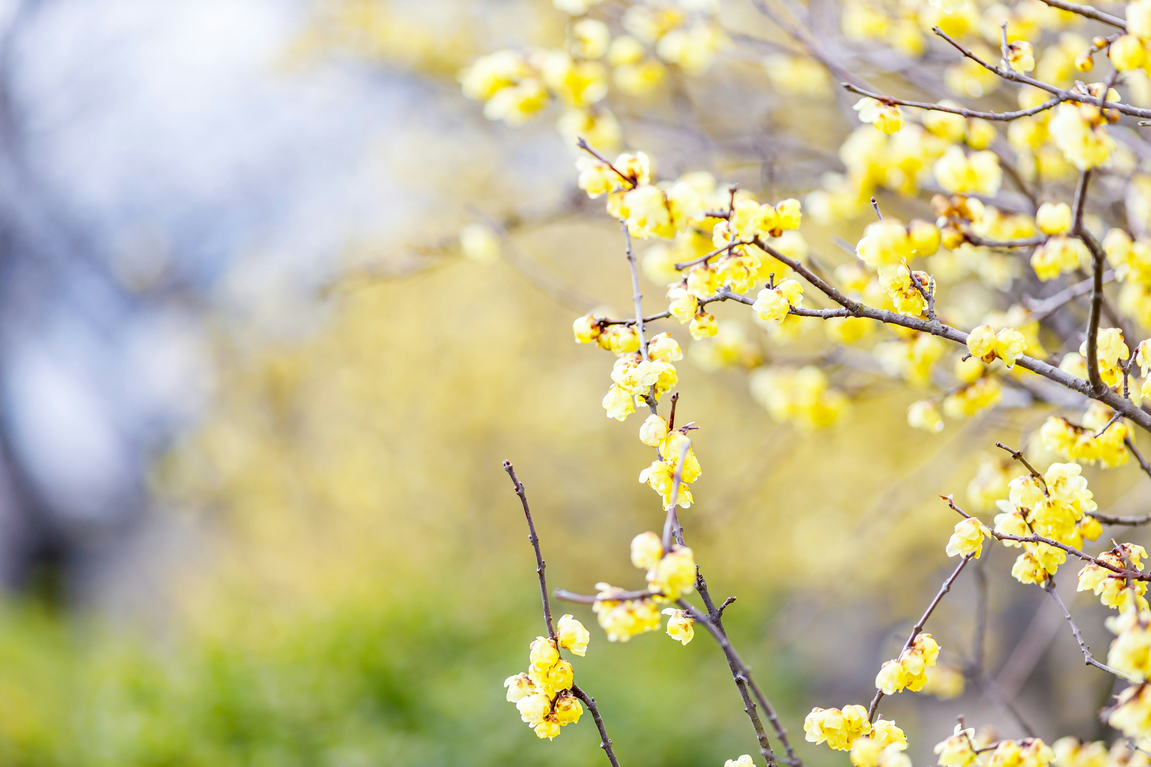 Nahaufnahme von Zweigen mit blühenden gelben Blumen vor einem verschwommenen grünen und blauen Hintergrund