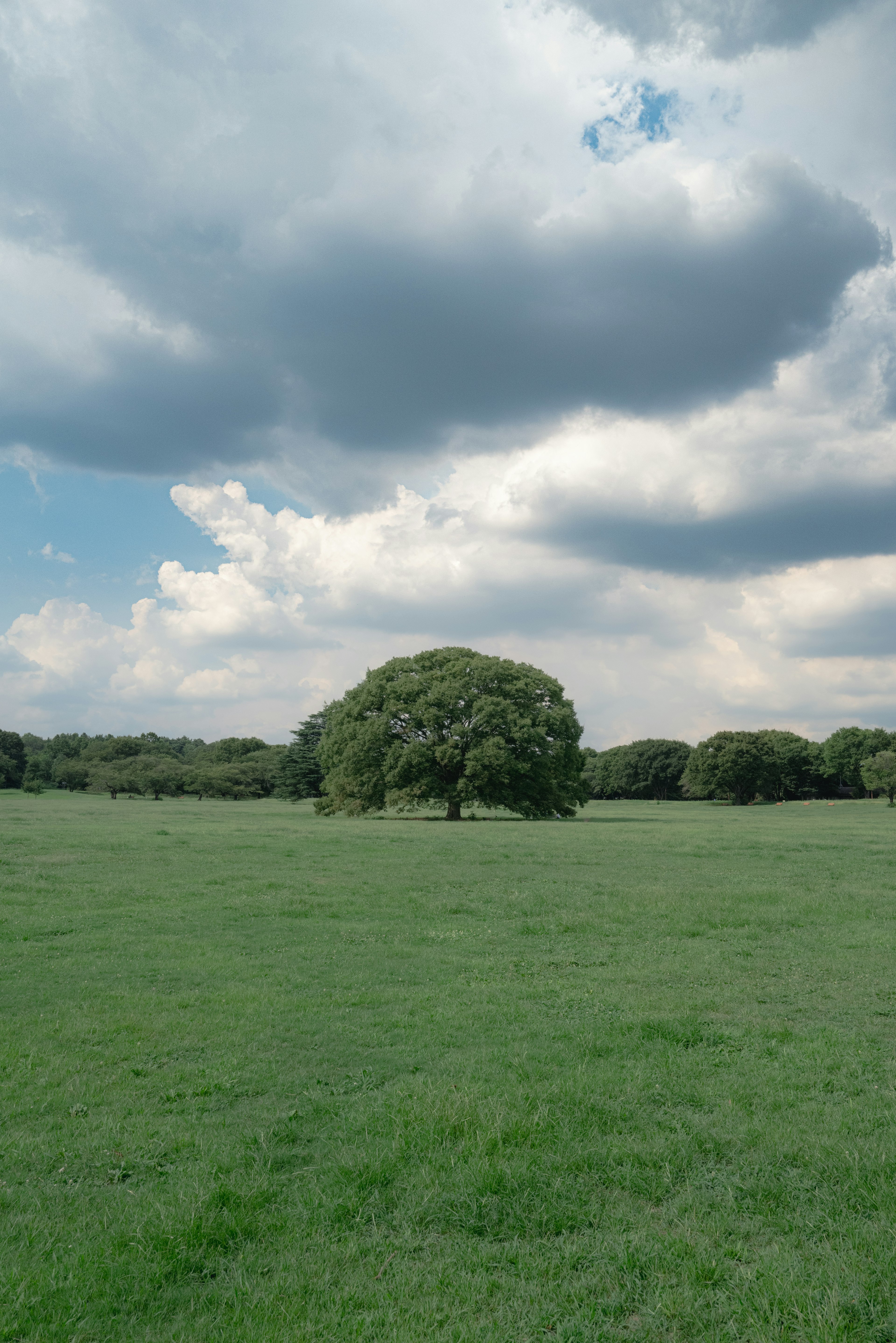 Großer Baum steht in einer weiten grünen Wiese unter einem bewölkten Himmel