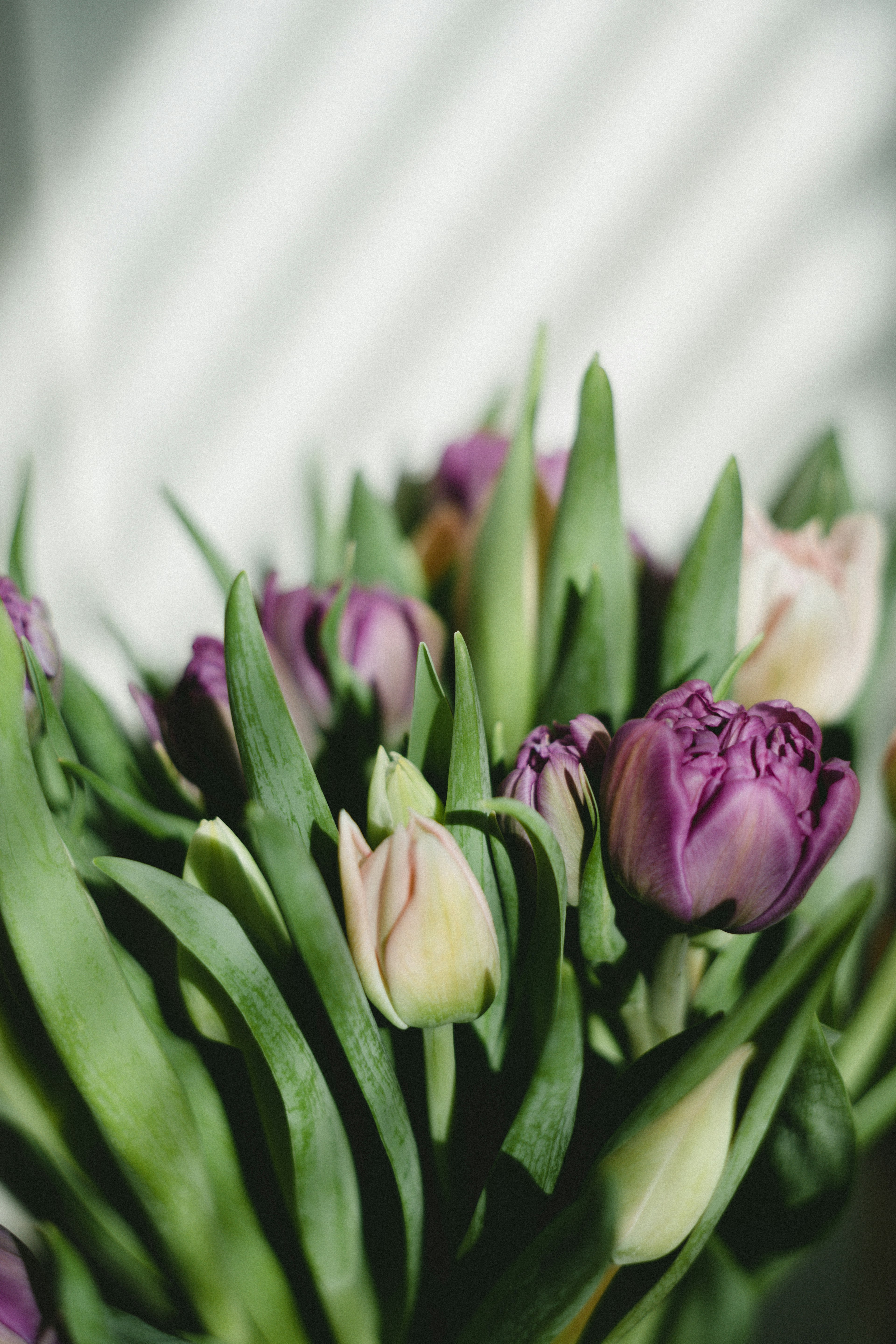 Bouquet of purple and white tulips with green leaves in soft light