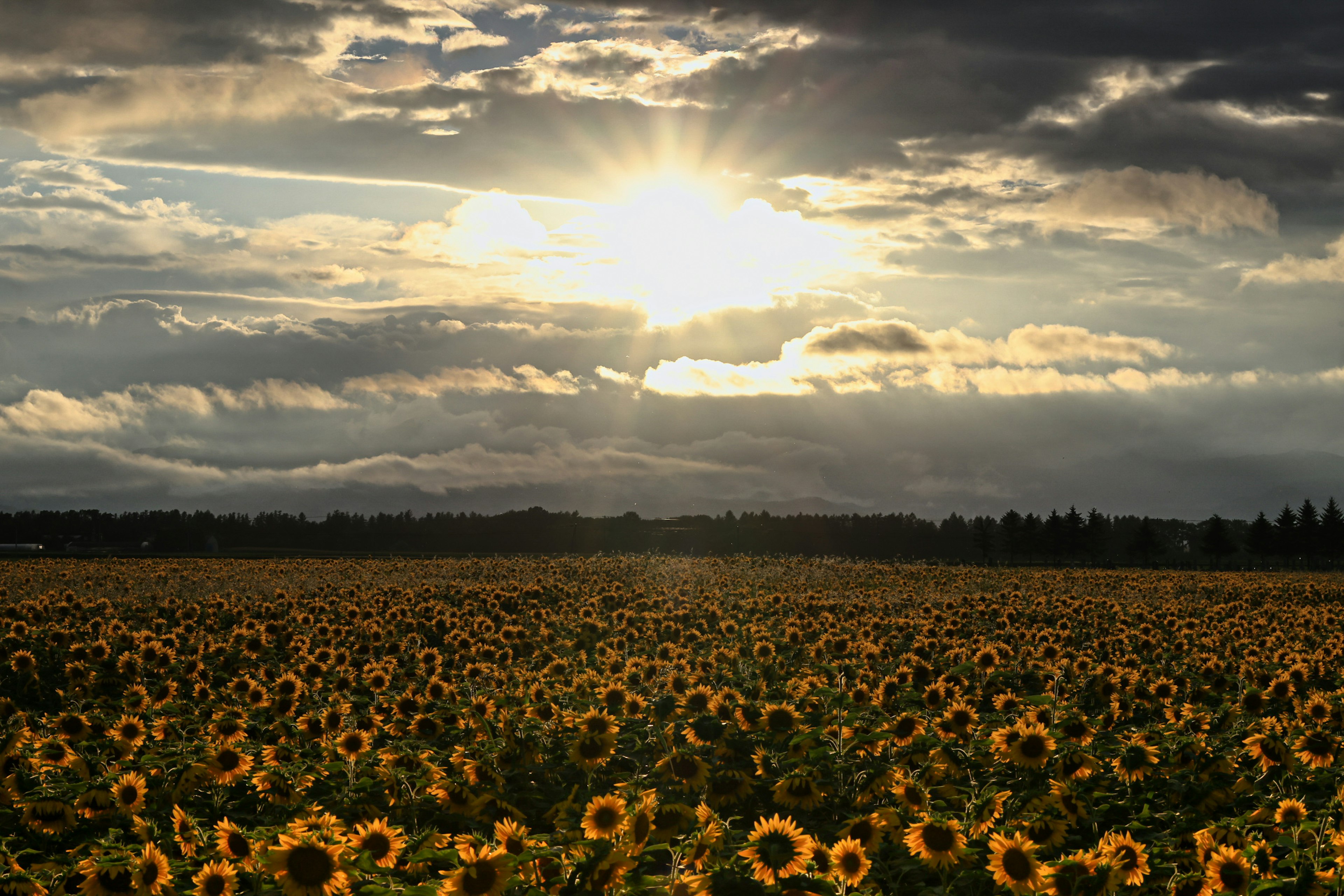 Atardecer sobre un campo de girasoles con cielos nublados